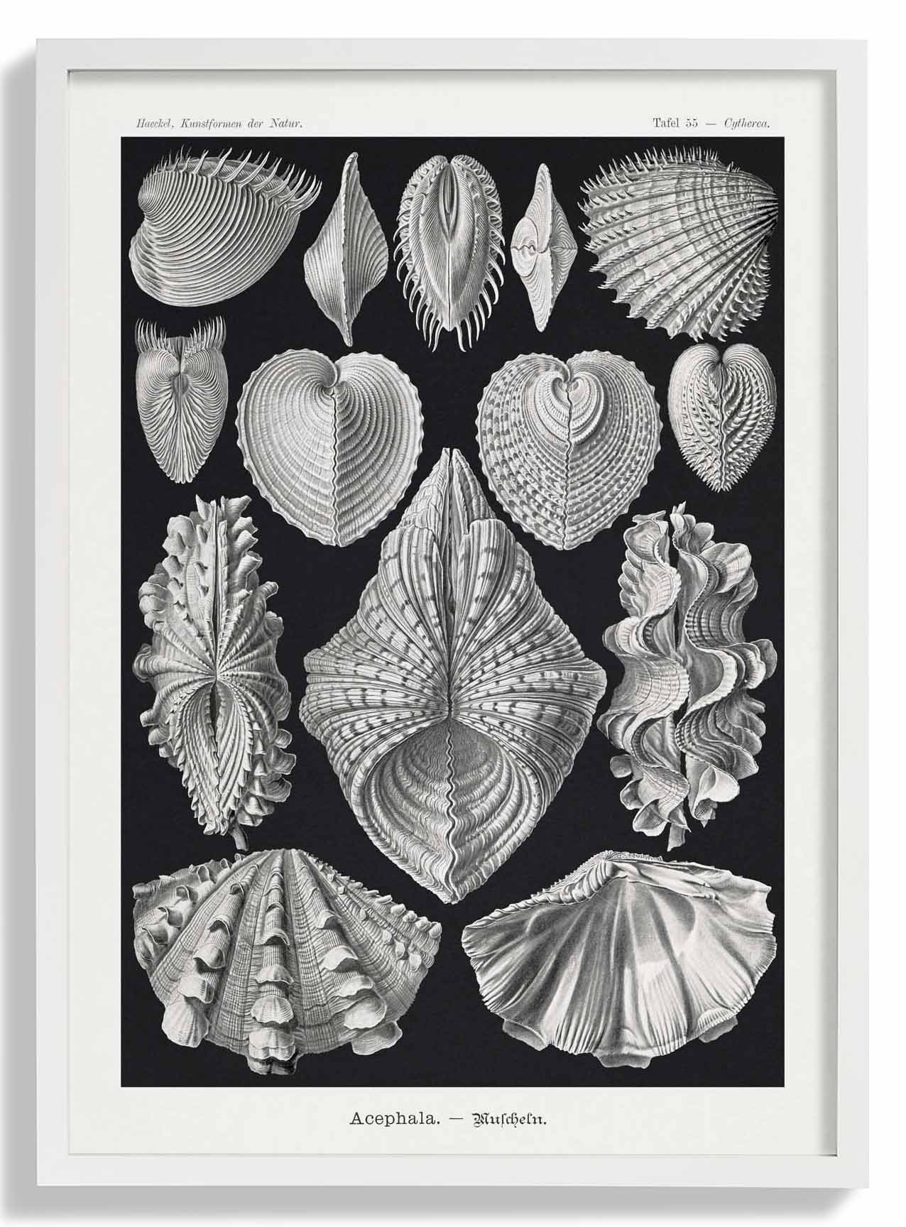 Acephala by Ernst Haeckel - Image 5