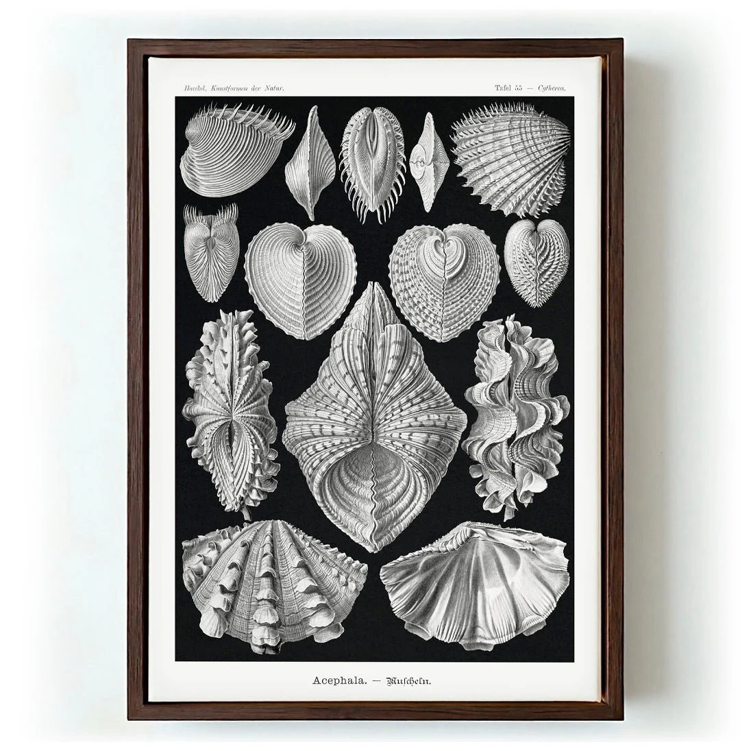 Acephala by Ernst Haeckel - Image 6