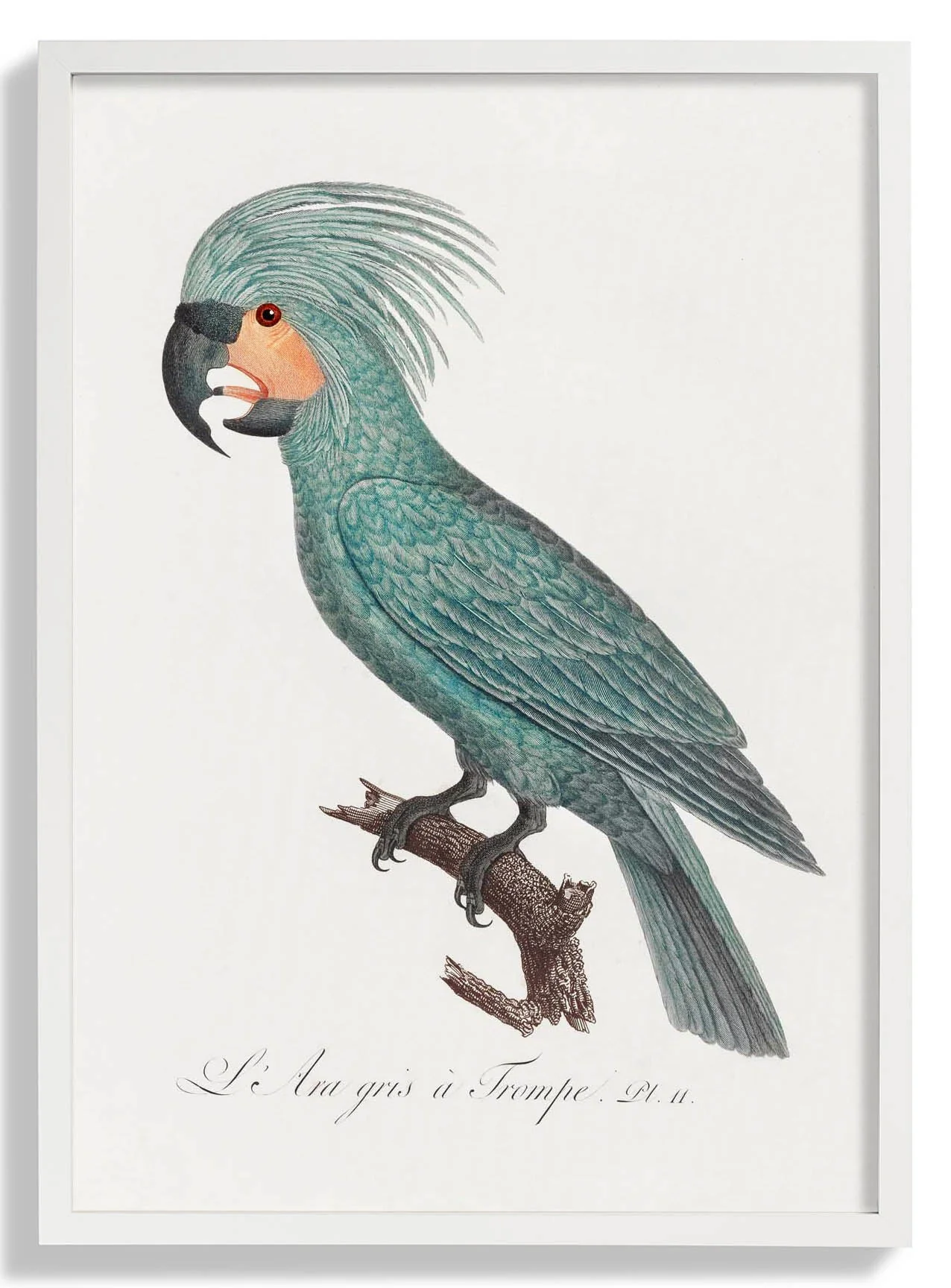 African Grey Parrot Animal Print - Image 5