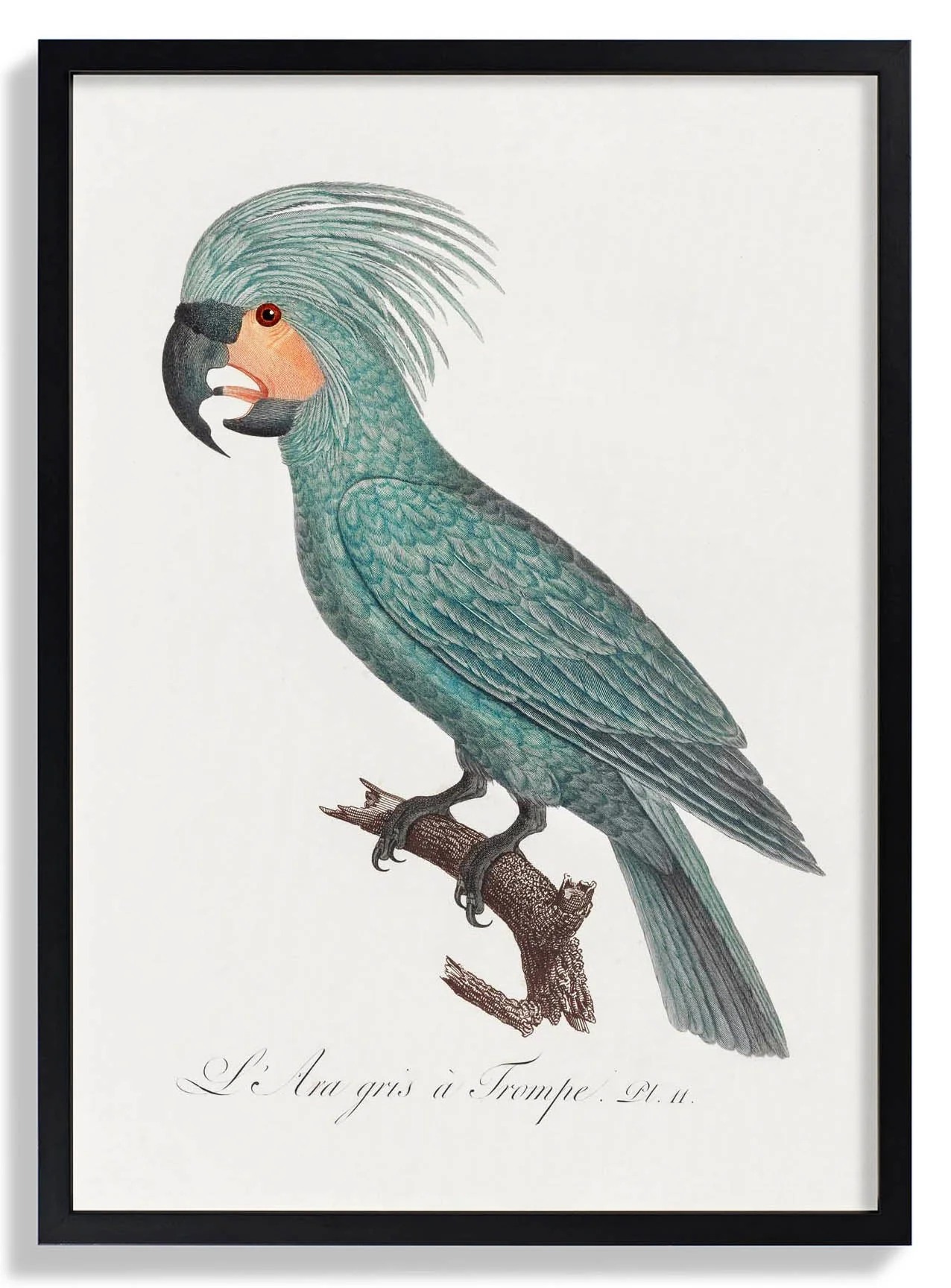 African Grey Parrot Animal Print - Image 6