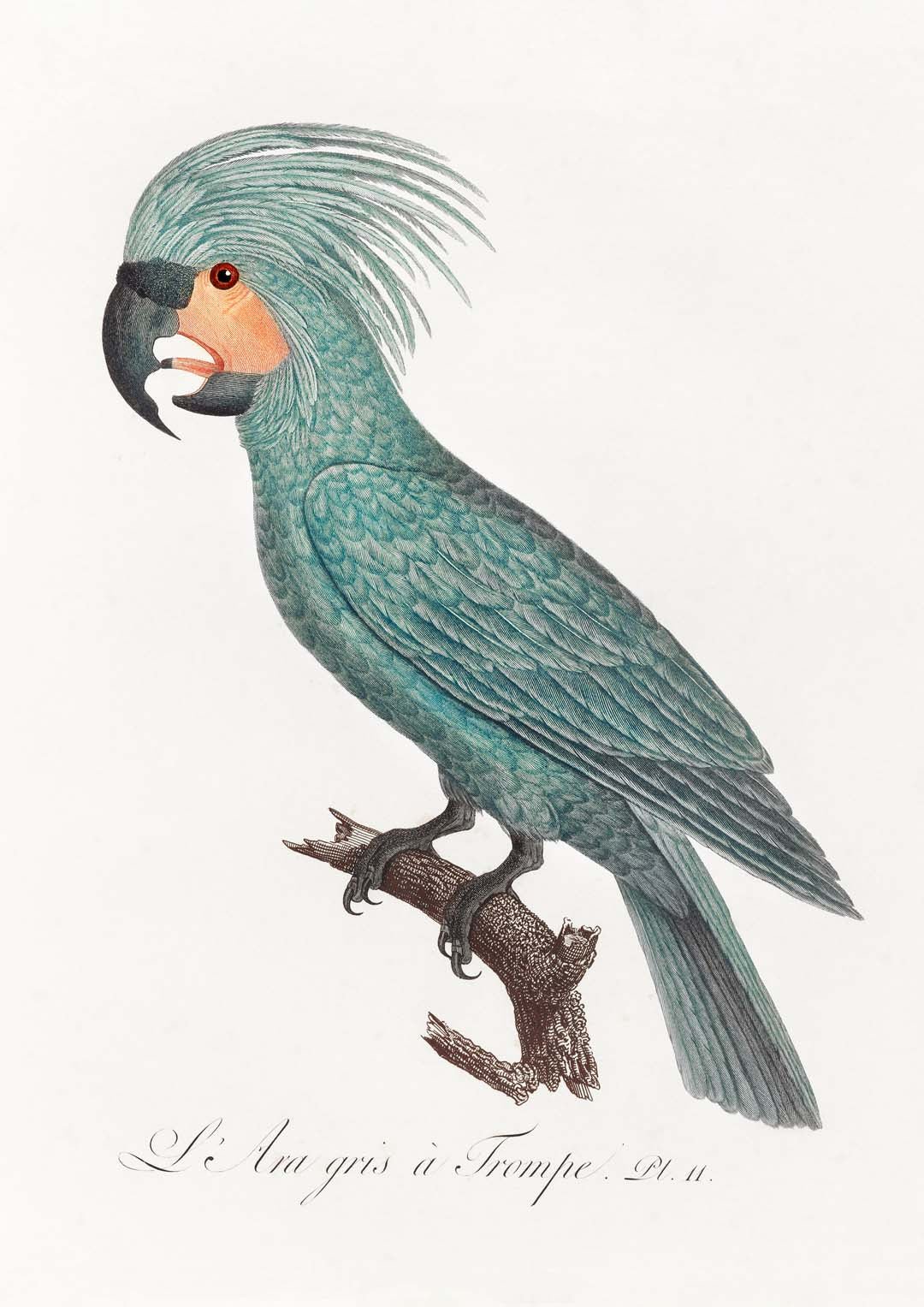African Grey Parrot Animal Print - Image 8