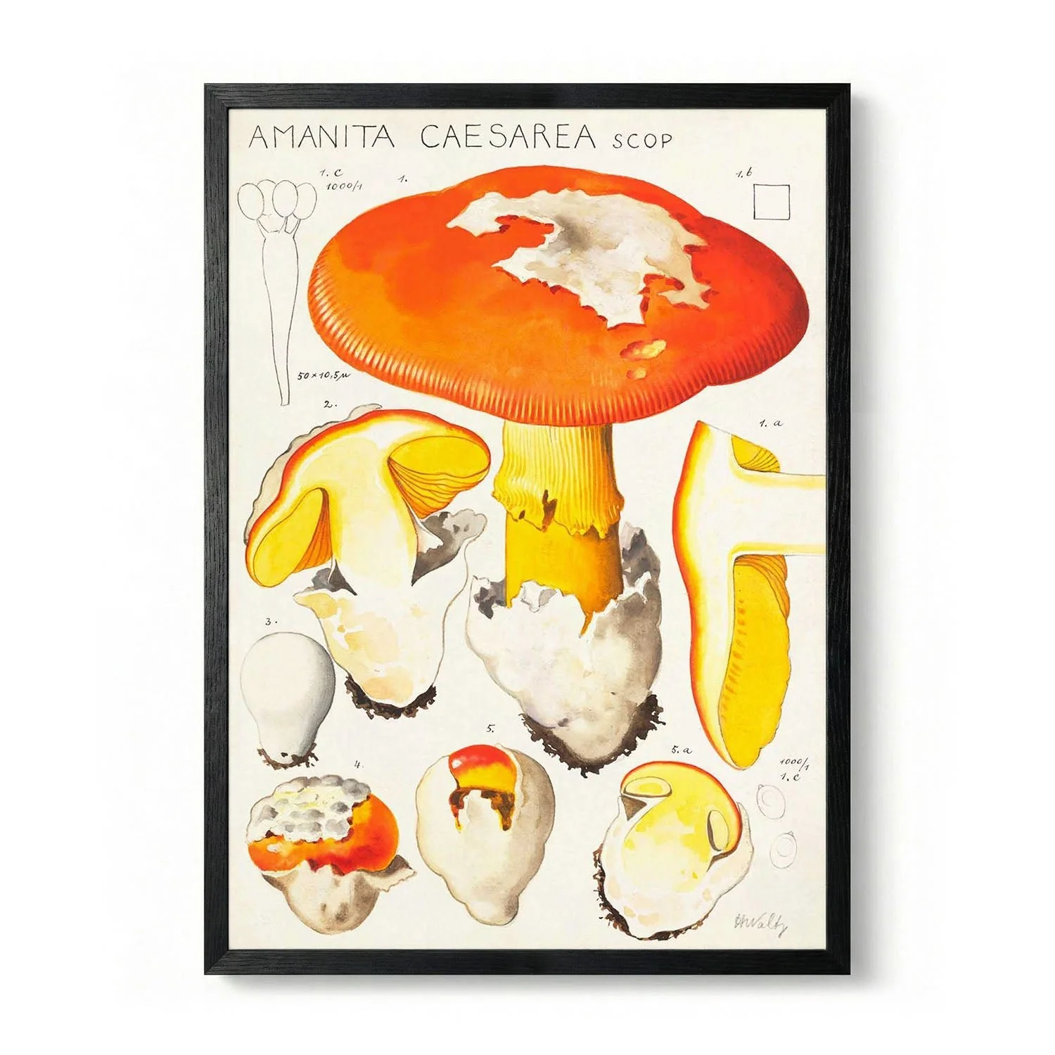 amanita caesarea scop by Hans E. Walty - Image 5