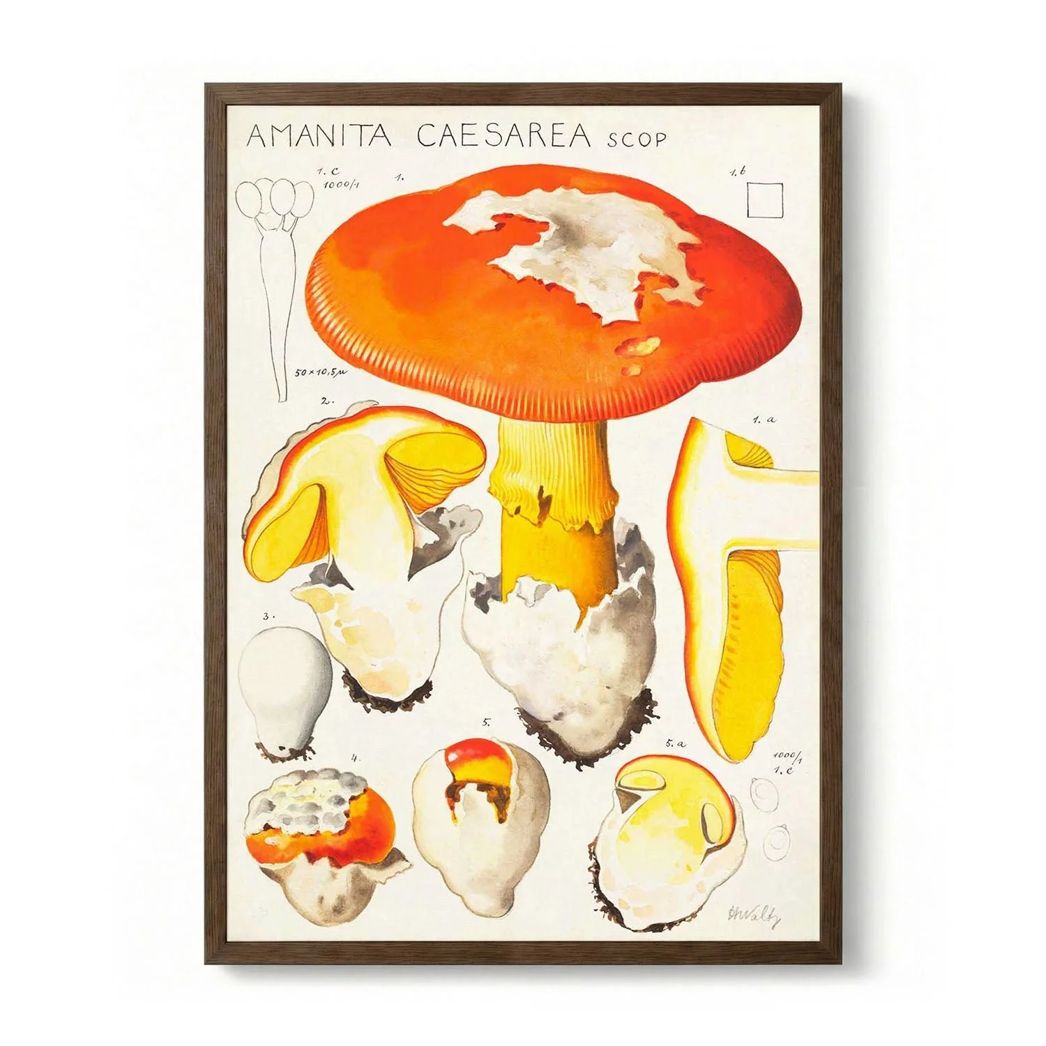 amanita caesarea scop by Hans E. Walty - Image 6