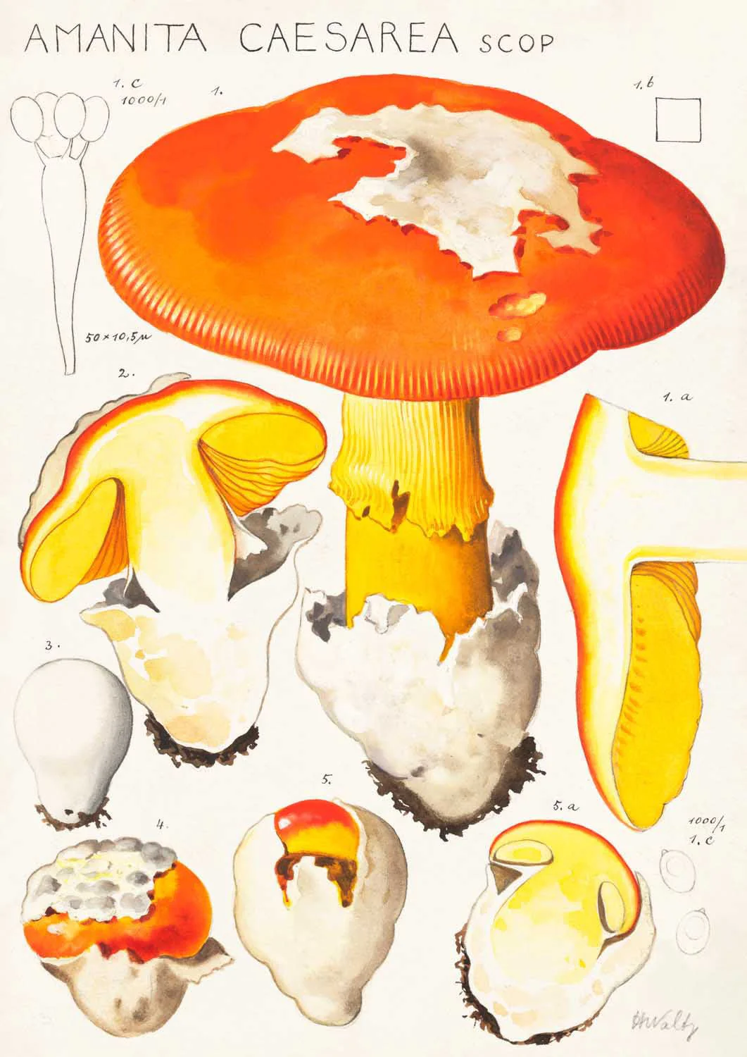 amanita caesarea scop by Hans E. Walty - Image 7
