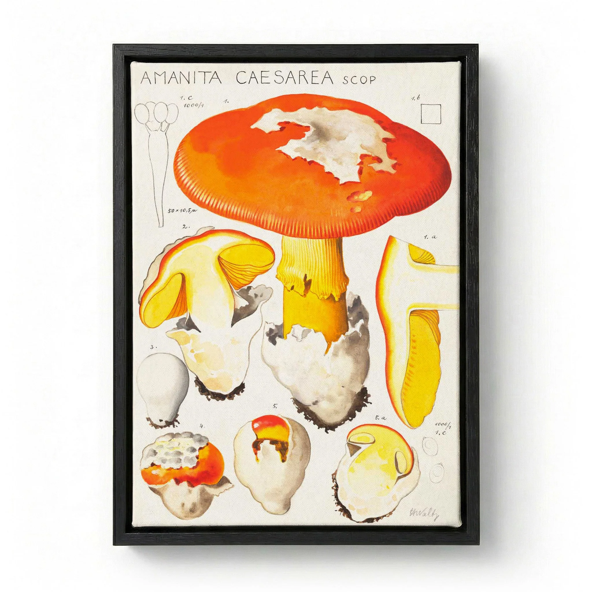 amanita caesarea scop by Hans E. Walty - Image 5
