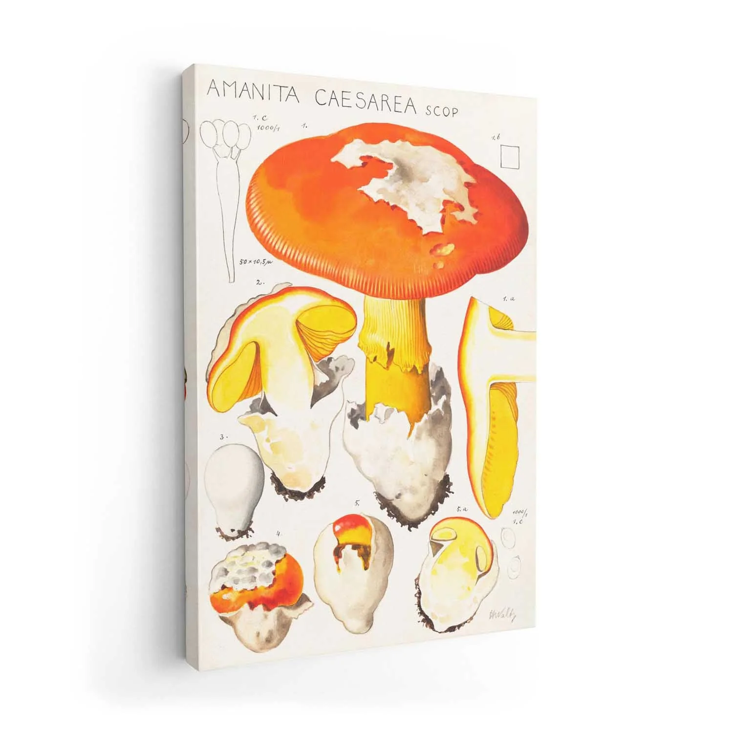 amanita caesarea scop by Hans E. Walty - Image 7