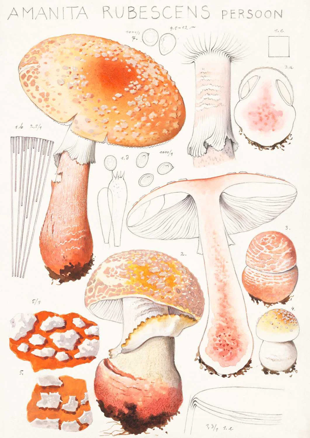Amanita rubescens Persoon  by Hans E. Walty - Image 7