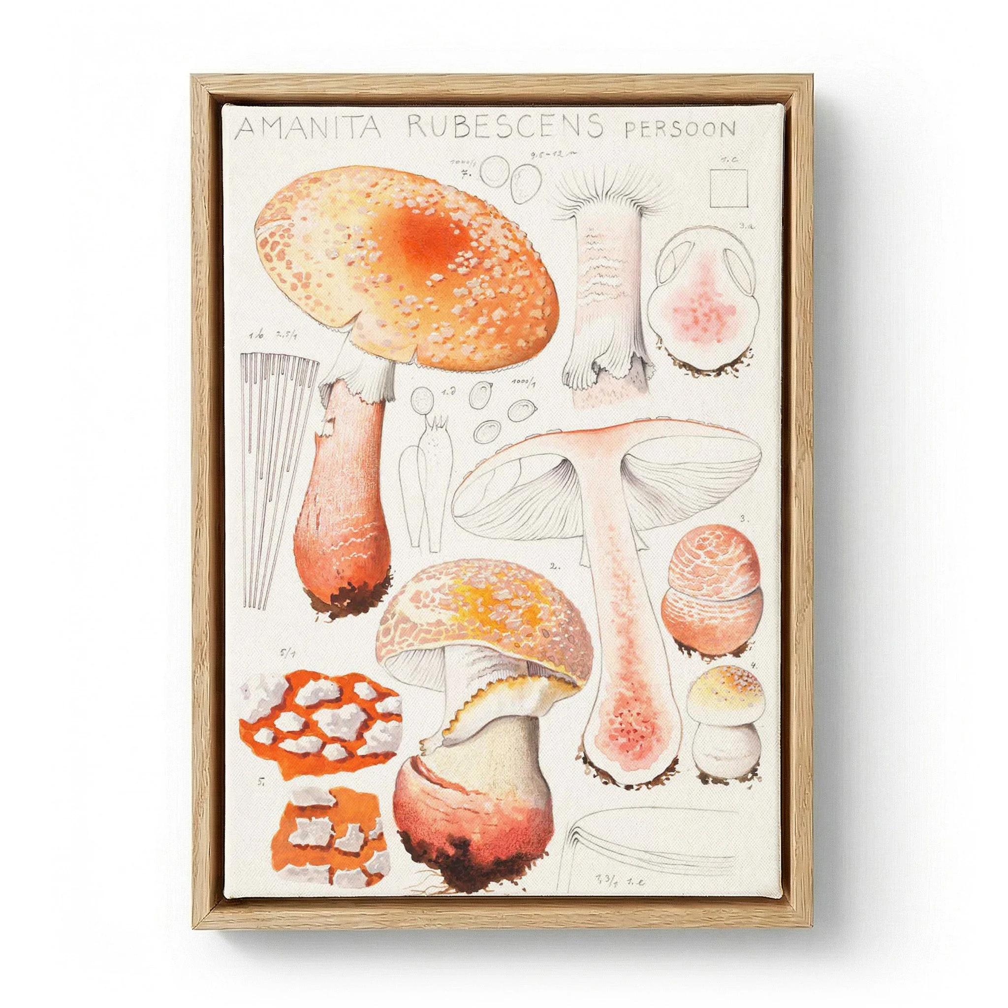 Amanita rubescens Persoon  by Hans E. Walty