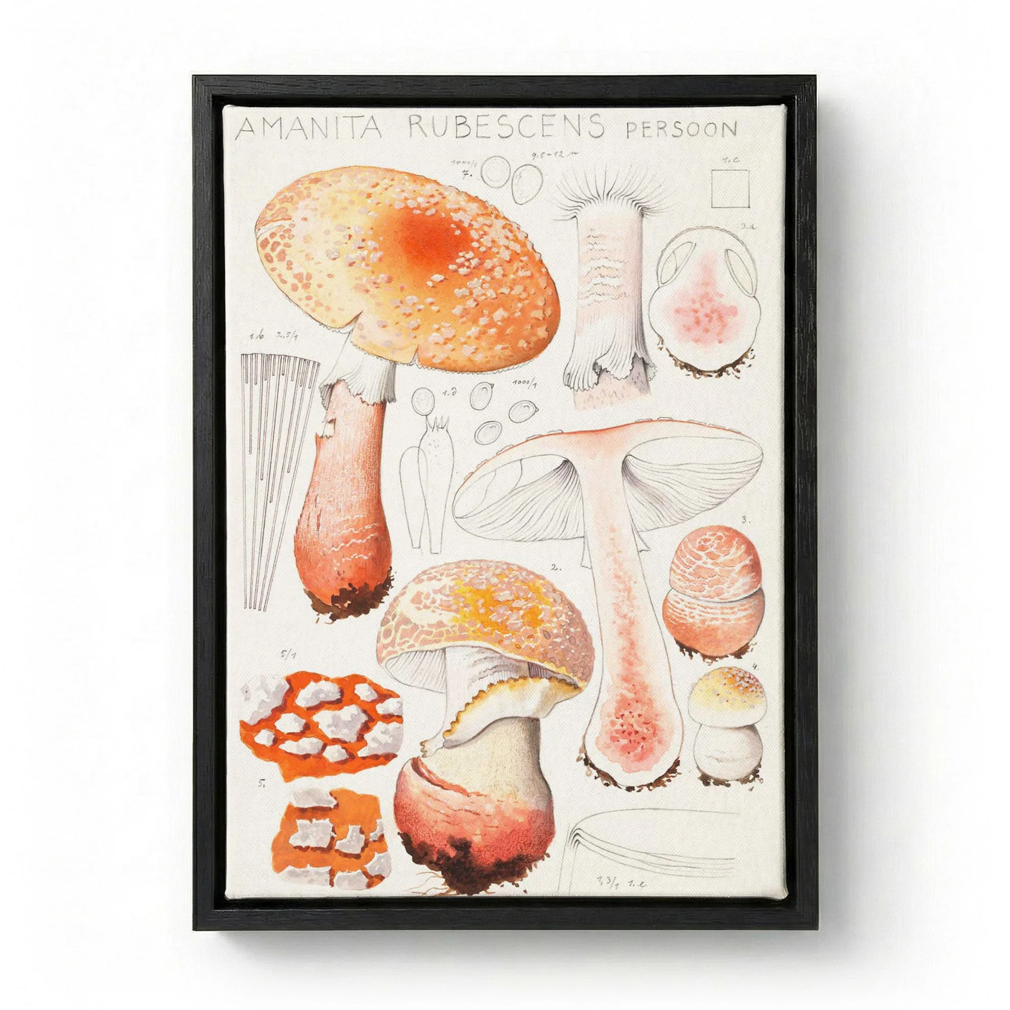 Amanita rubescens Persoon  by Hans E. Walty - Image 5