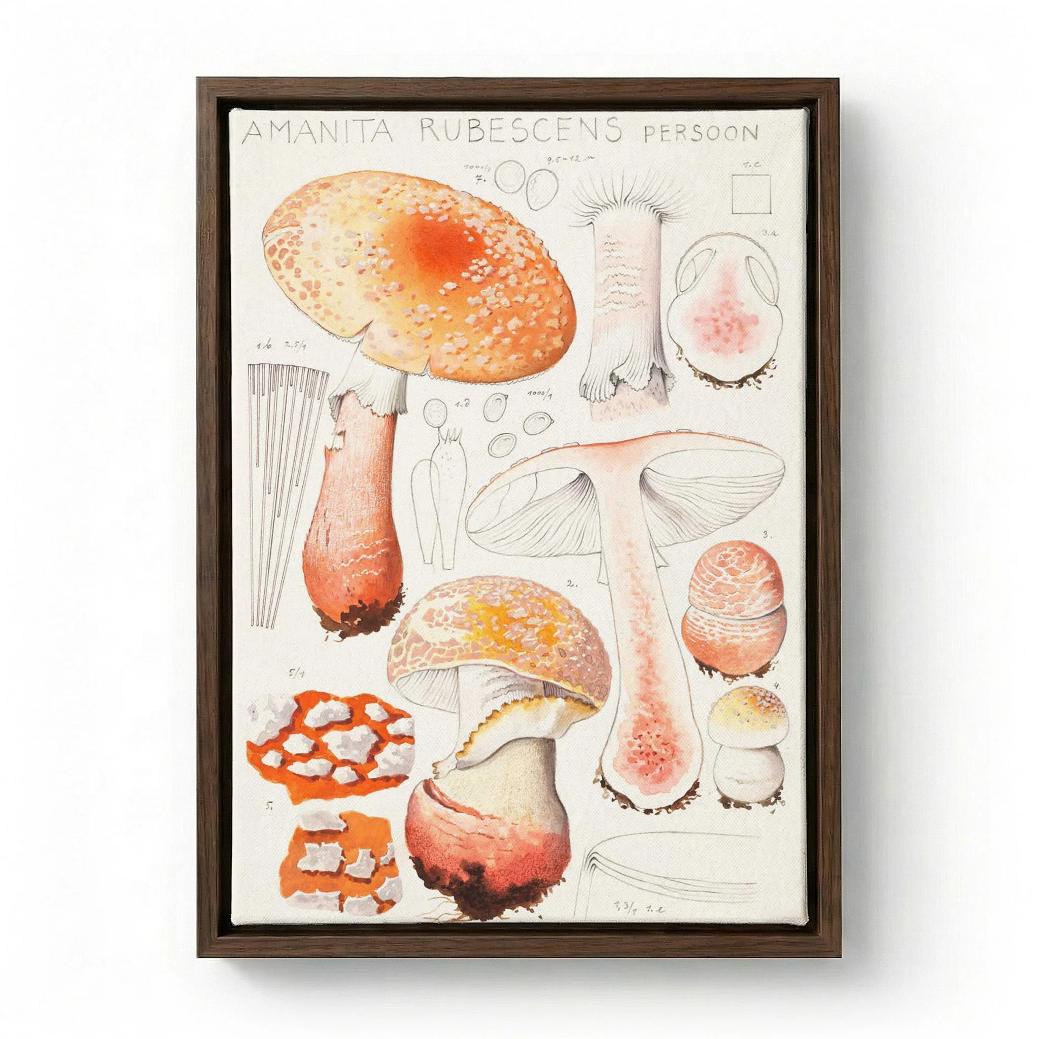 Amanita rubescens Persoon  by Hans E. Walty - Image 6
