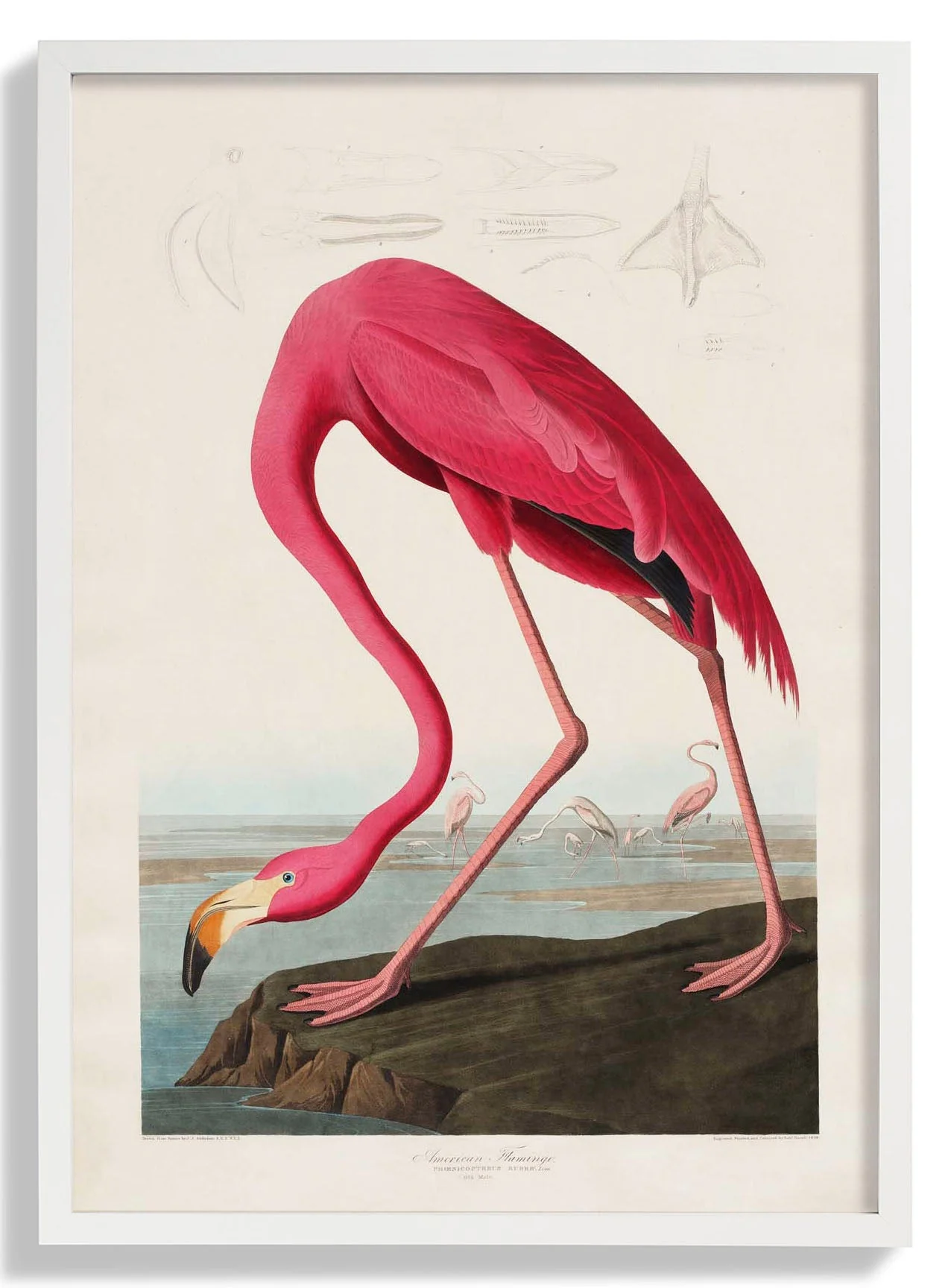 American Pink Flamingo Animal Print - Image 5