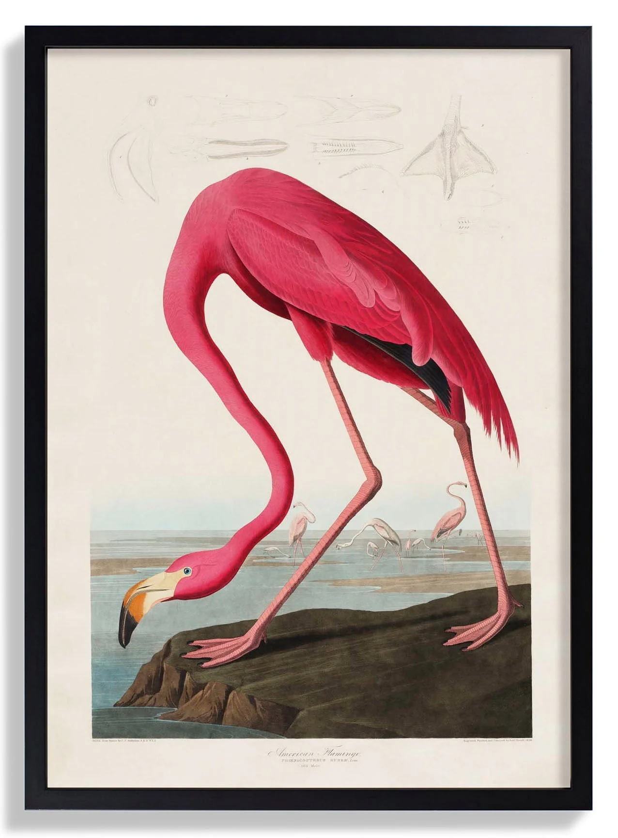 American Pink Flamingo Animal Print - Image 6
