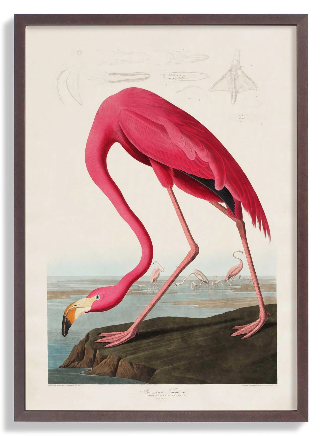 American Pink Flamingo Animal Print - Image 7