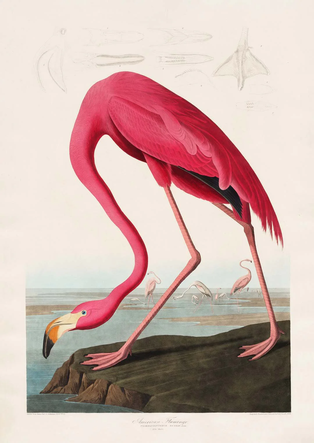 American Pink Flamingo Animal Print - Image 8