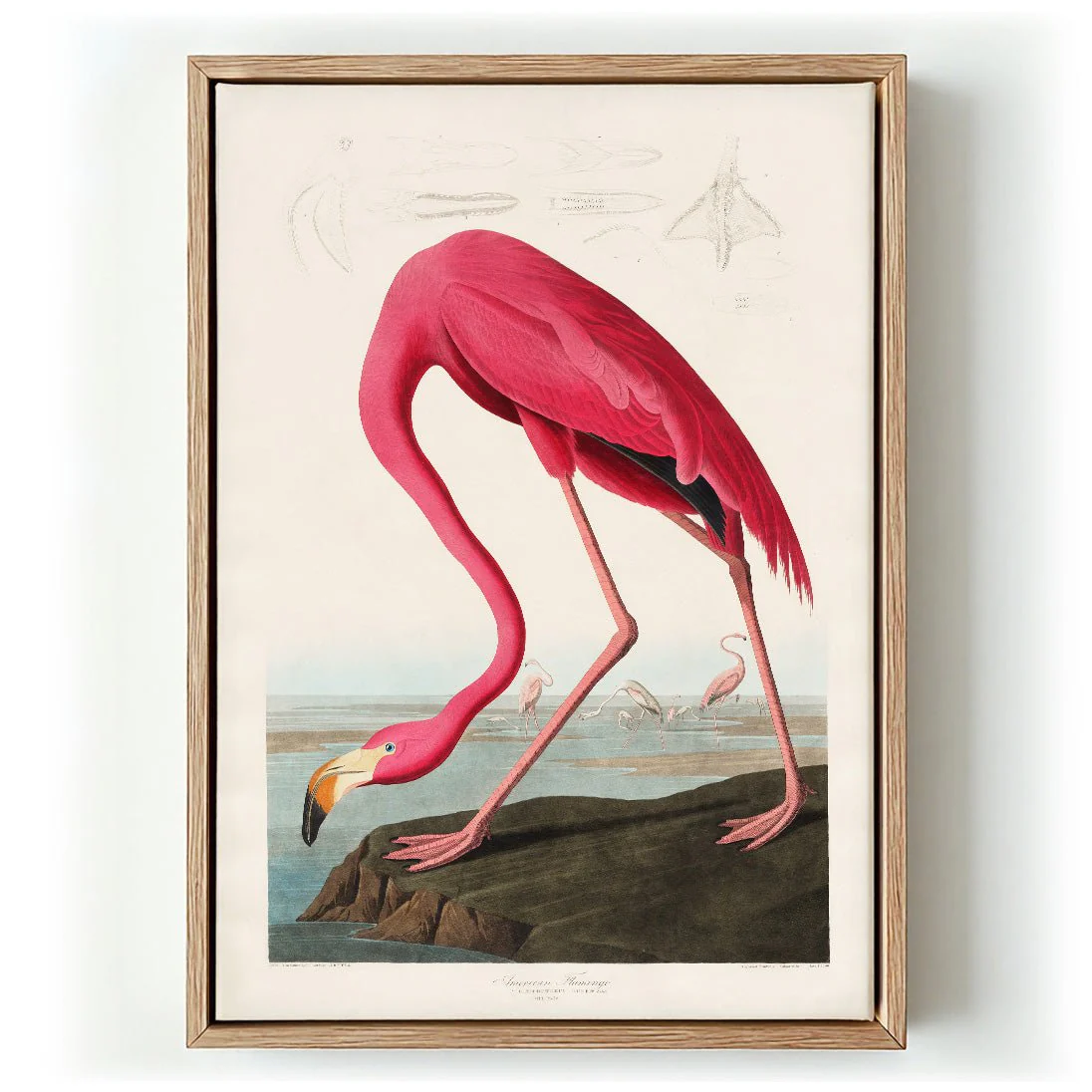 American Pink Flamingo Animal Print
