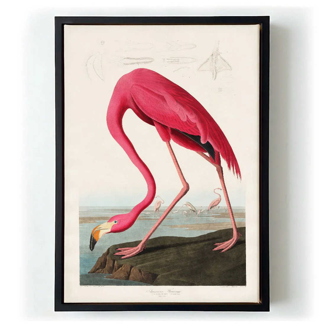 American Pink Flamingo Animal Print - Image 6