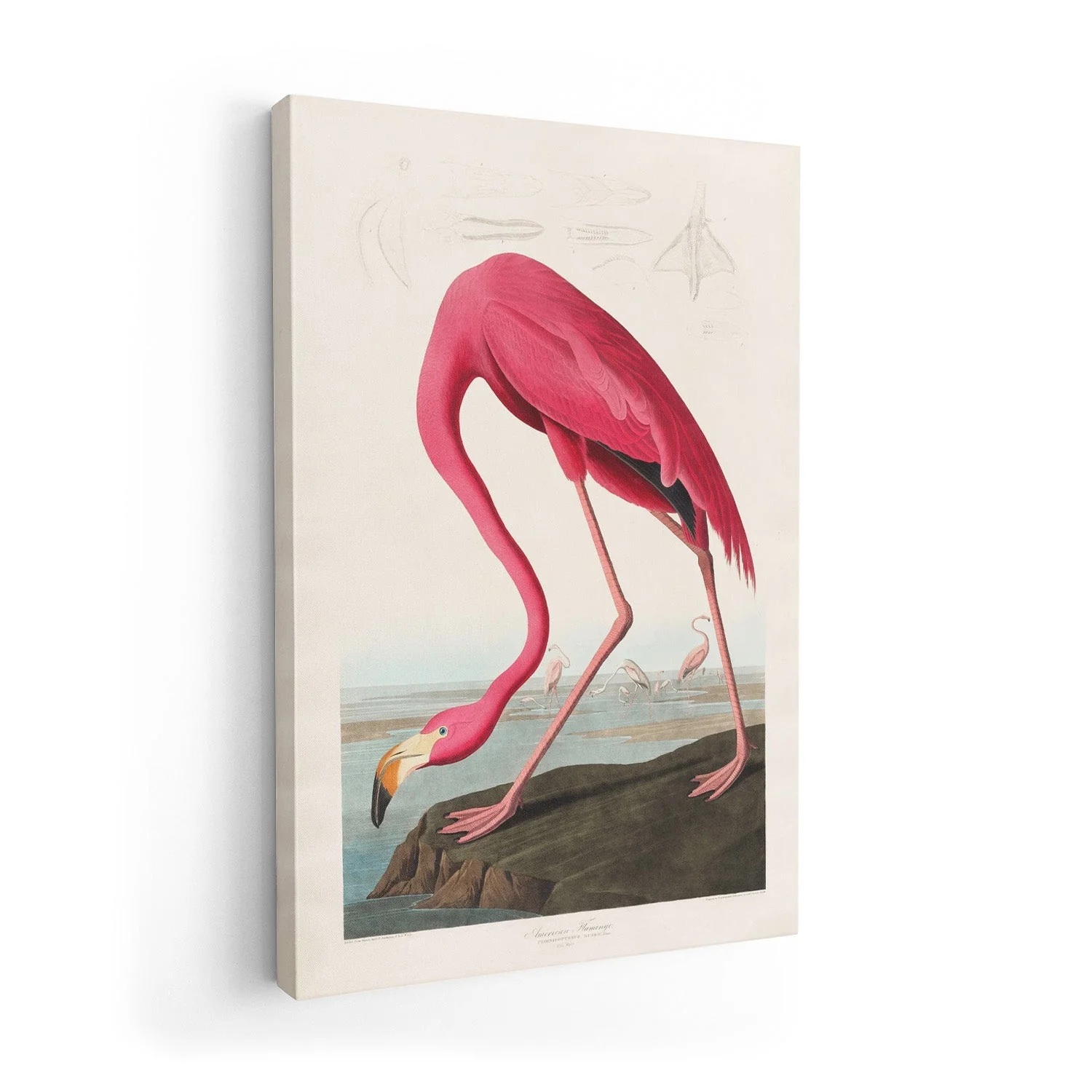 American Pink Flamingo Animal Print - Image 7