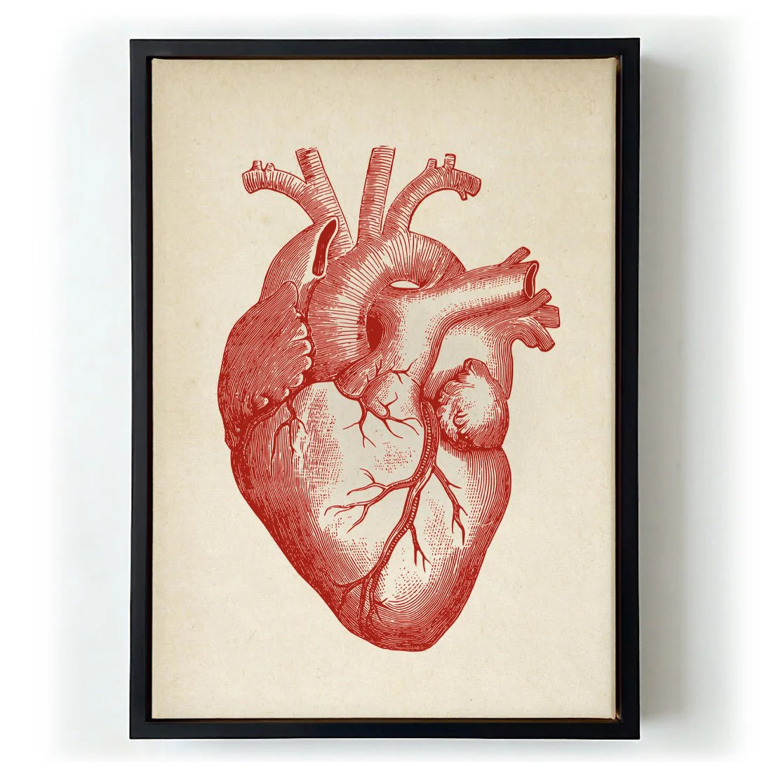 Anatomical Heart - Image 5