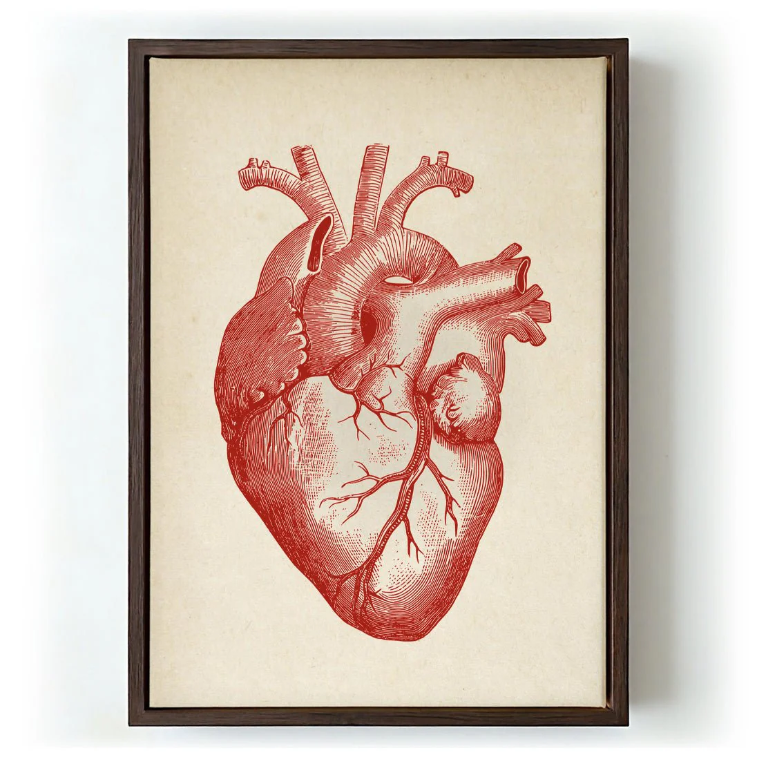 Anatomical Heart - Image 6