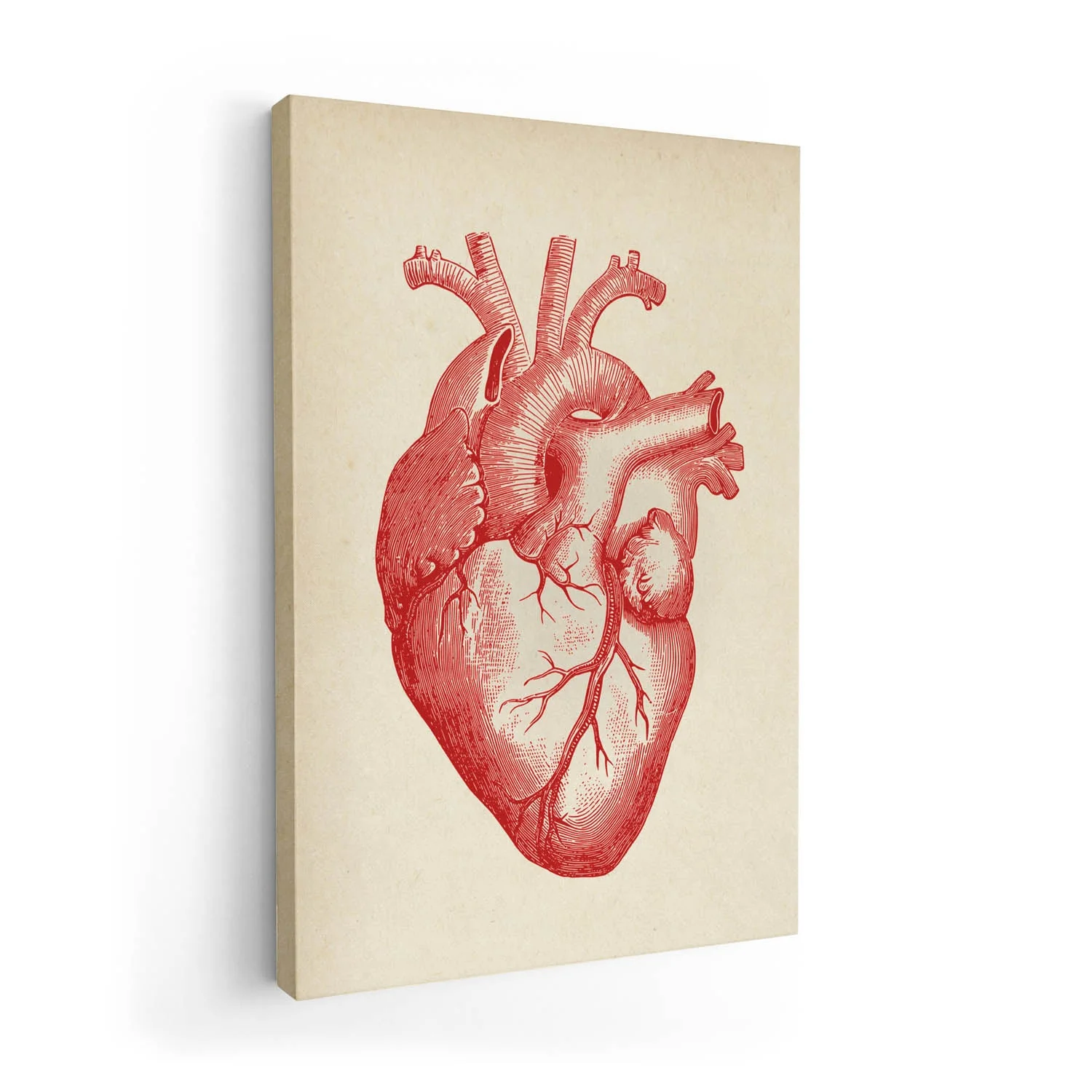 Anatomical Heart - Image 7