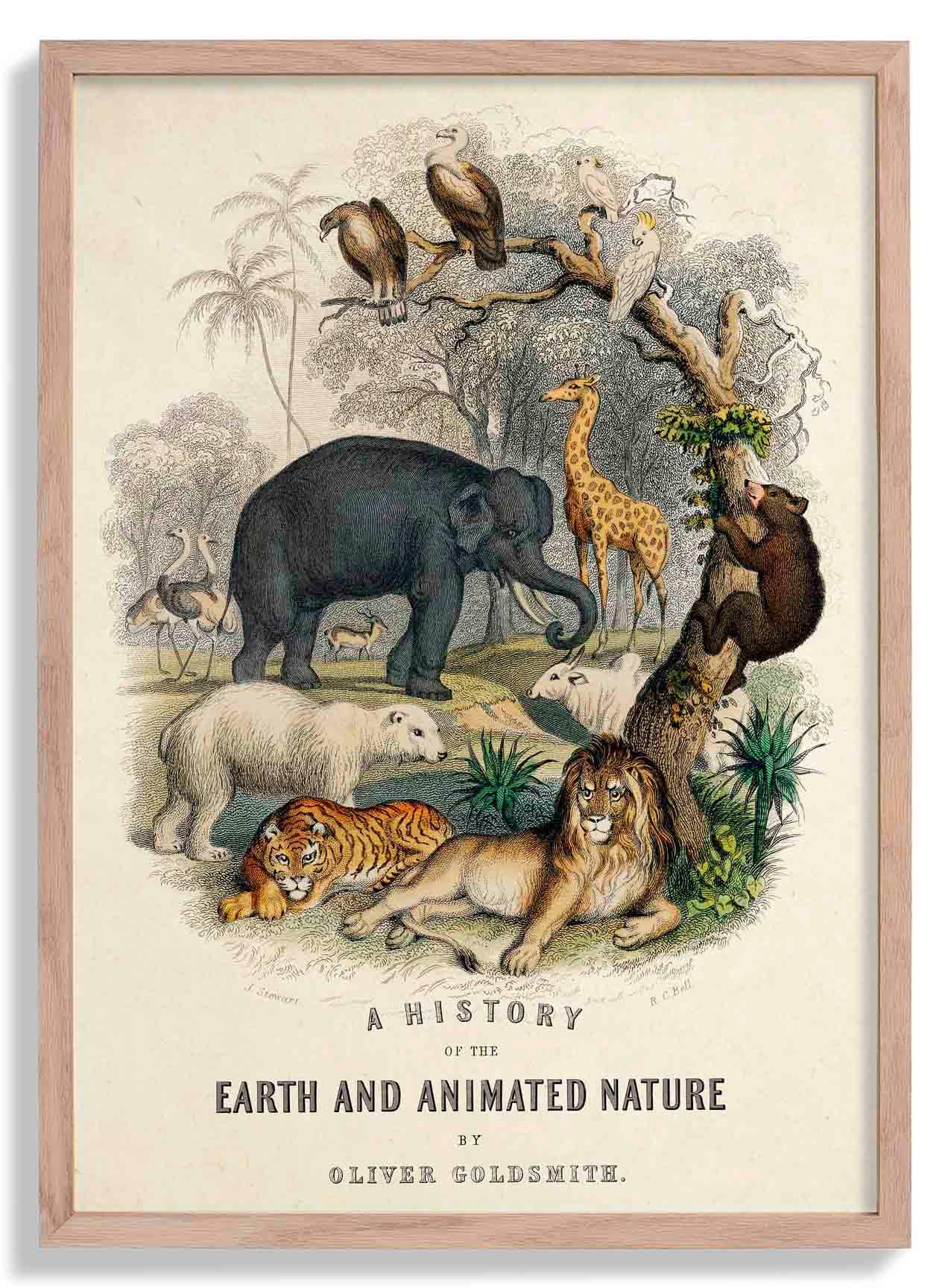Animal Kingdom