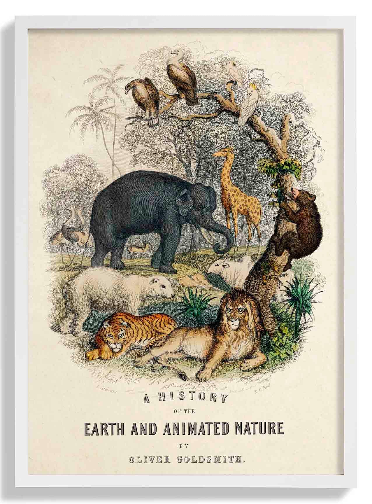 Animal Kingdom - Image 5