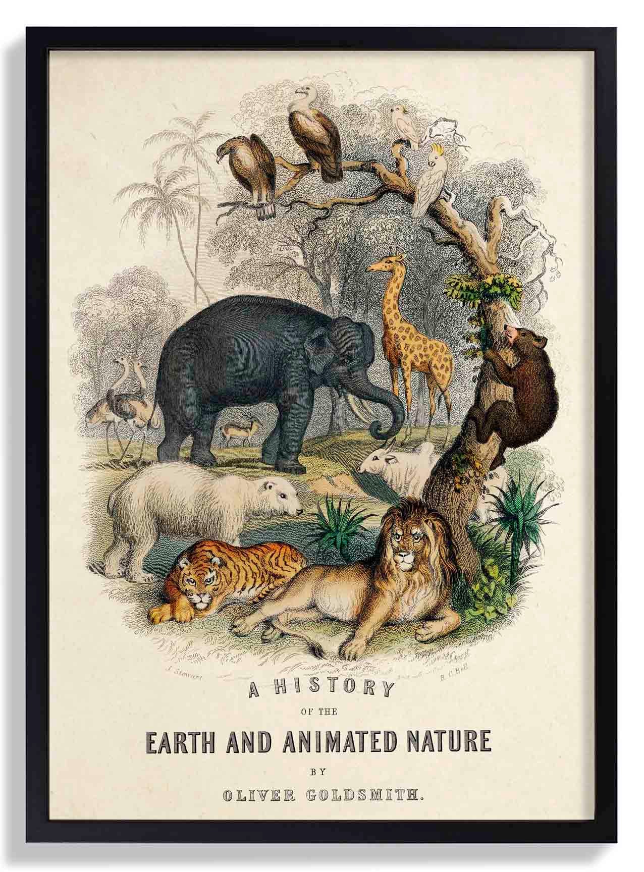 Animal Kingdom - Image 6