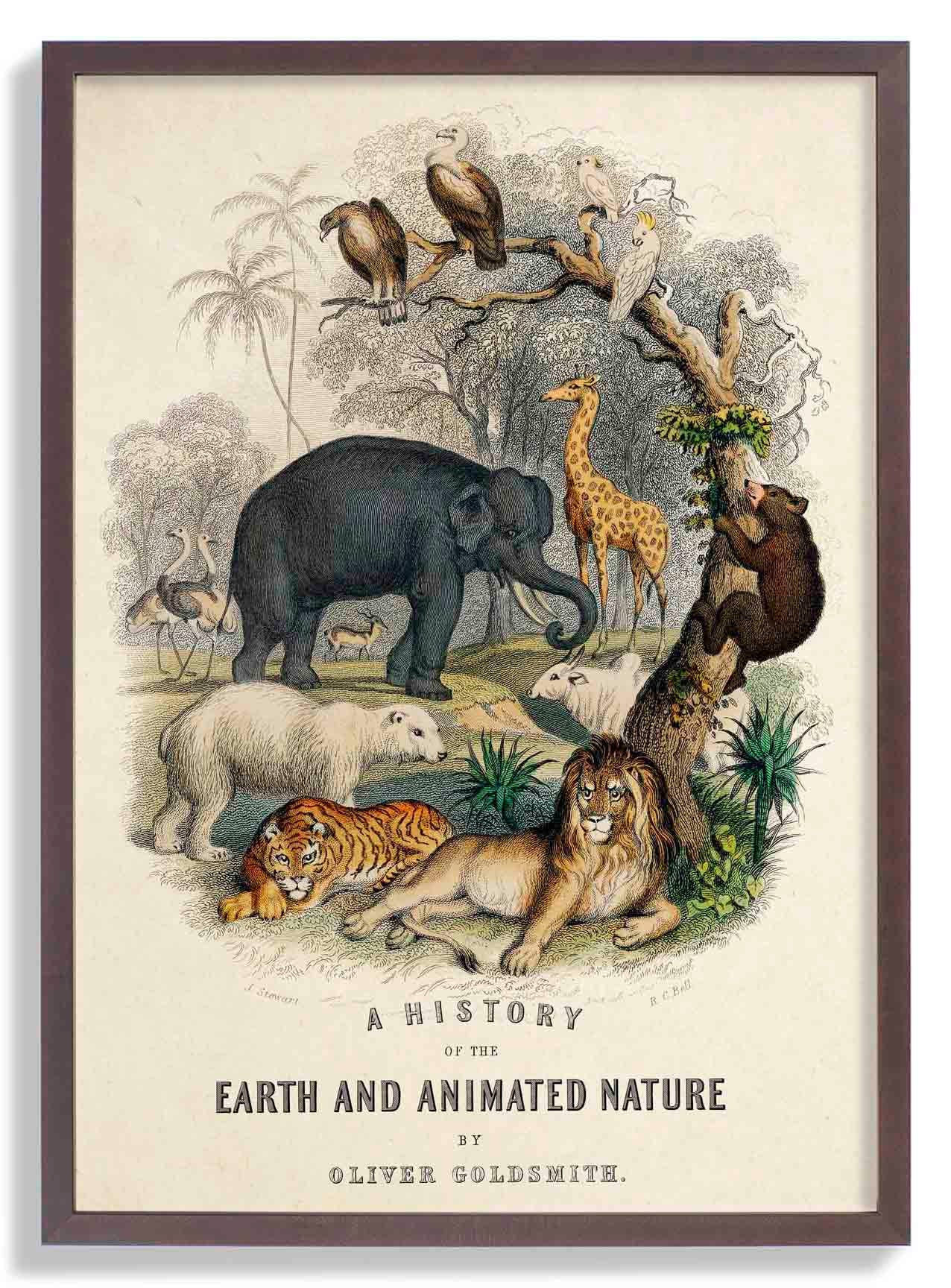 Animal Kingdom - Image 7