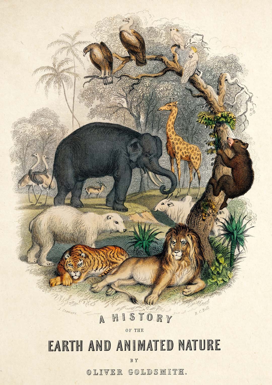 Animal Kingdom - Image 8