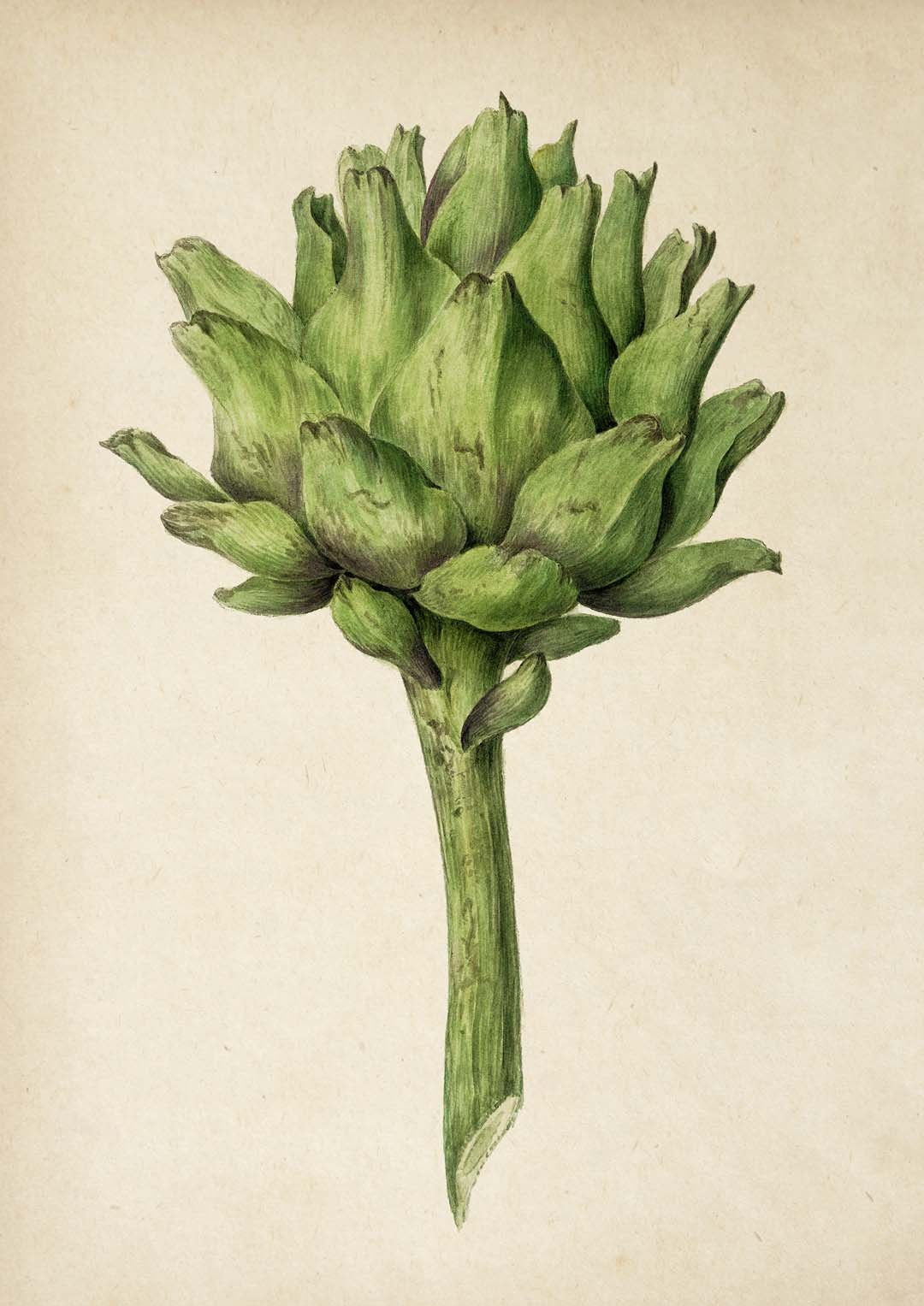 Antique Artichoke - Image 8
