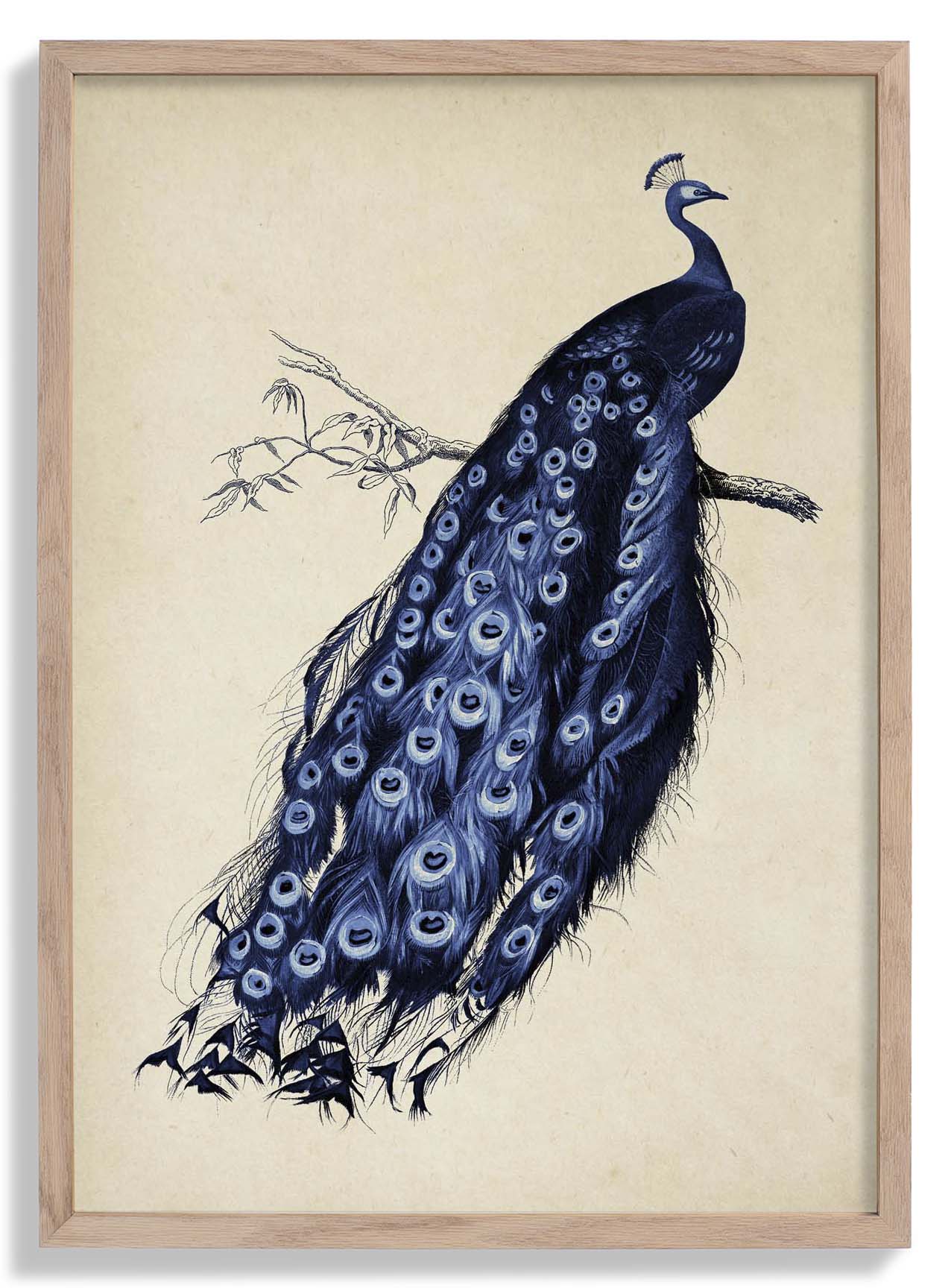 Antique Blue Peacock
