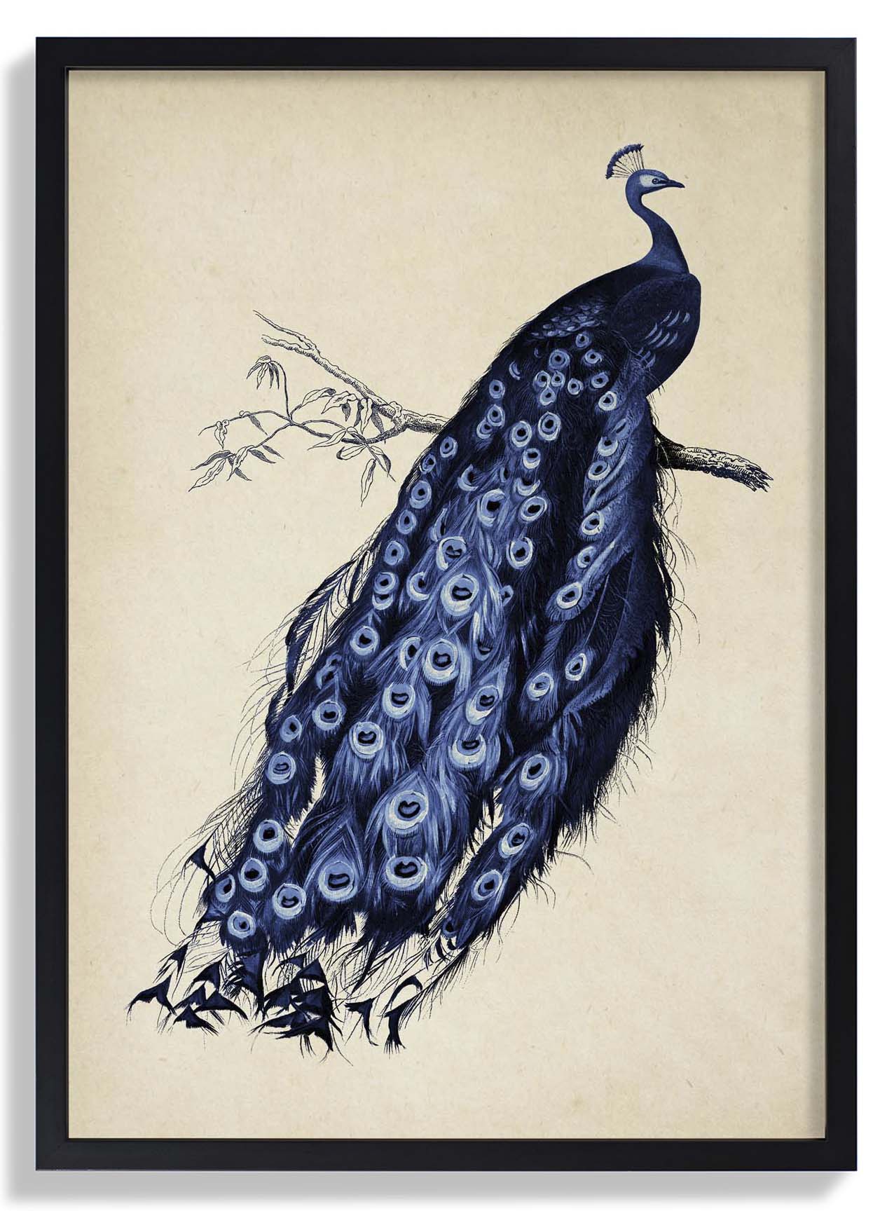 Antique Blue Peacock - Image 6