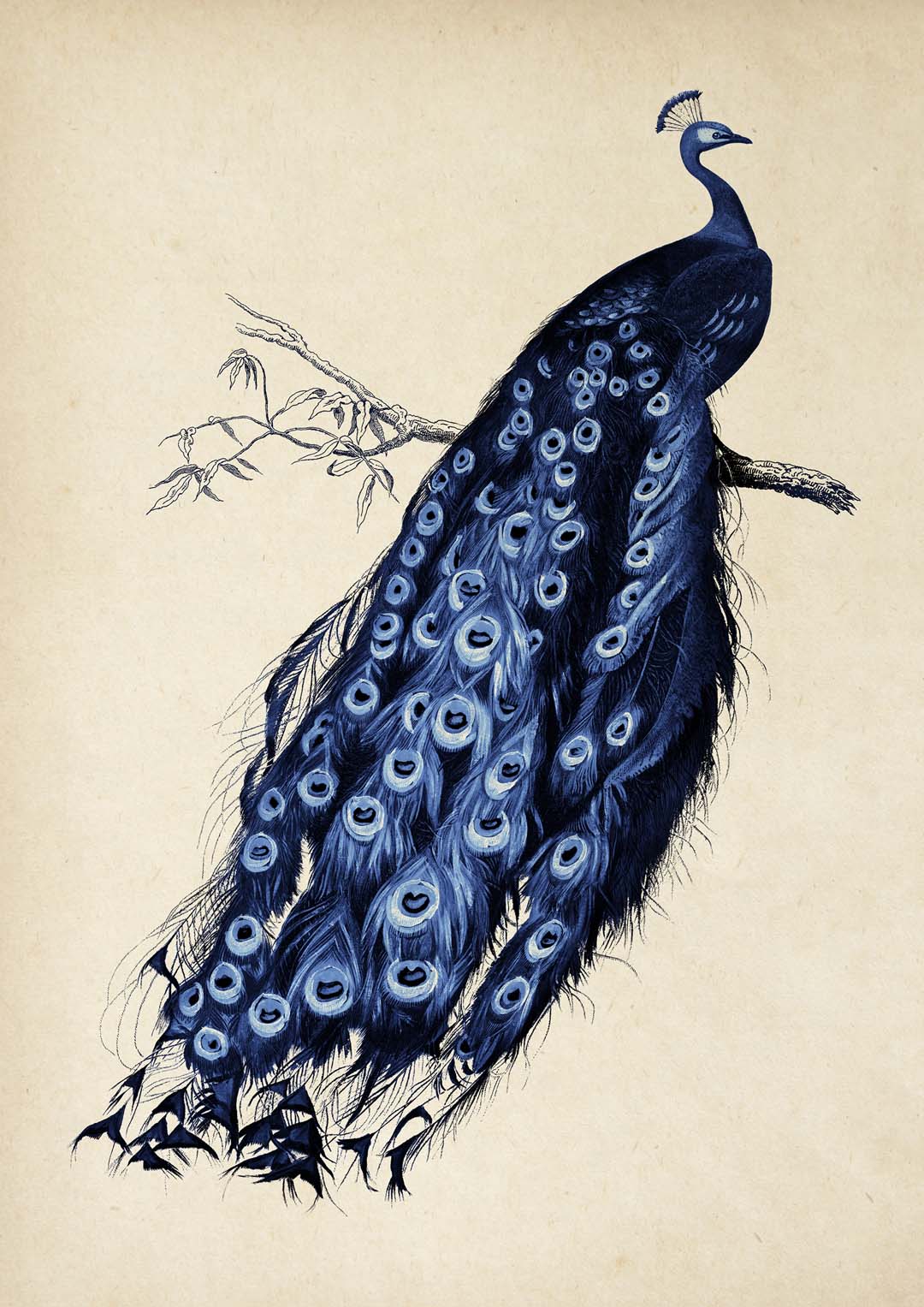 Antique Blue Peacock - Image 8