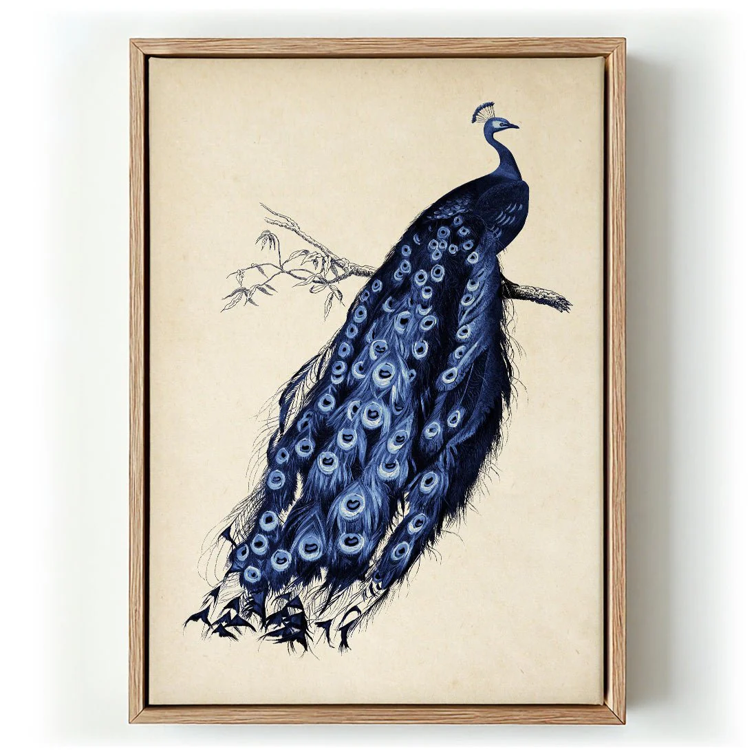 Antique Blue Peacock