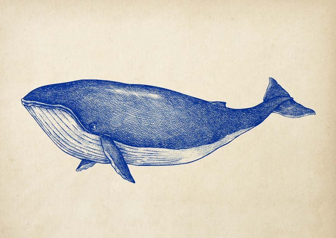 Antique Blue Whale - Image 8