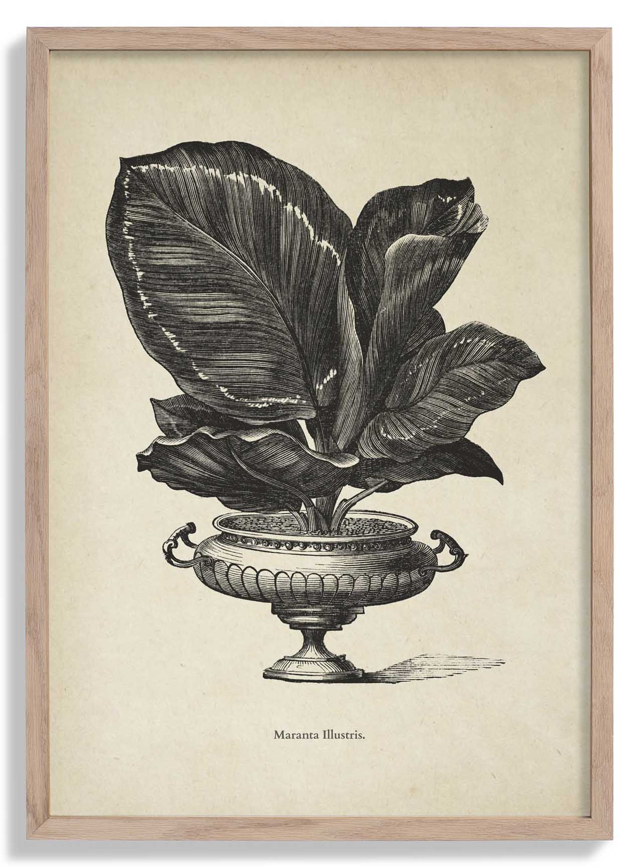 Antique Calateia