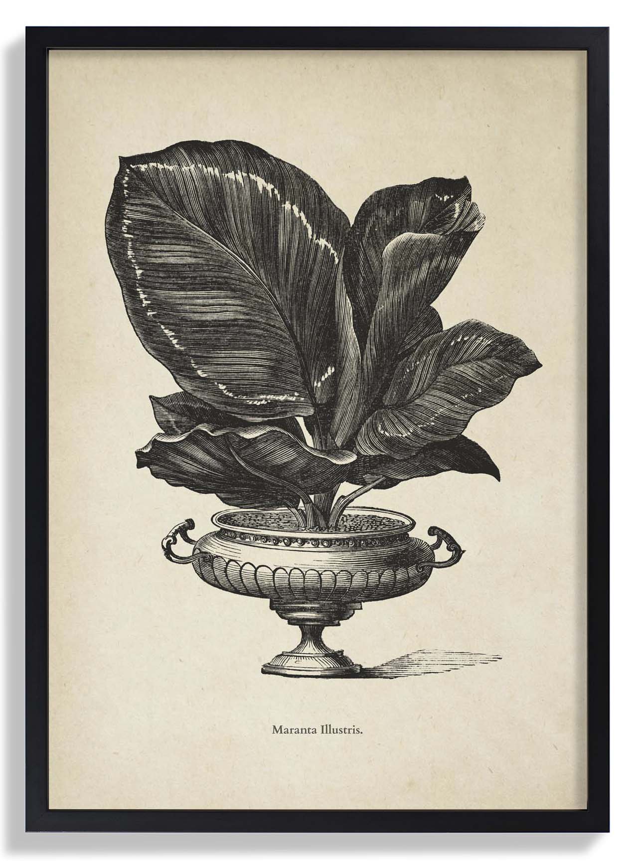 Antique Calateia - Image 6