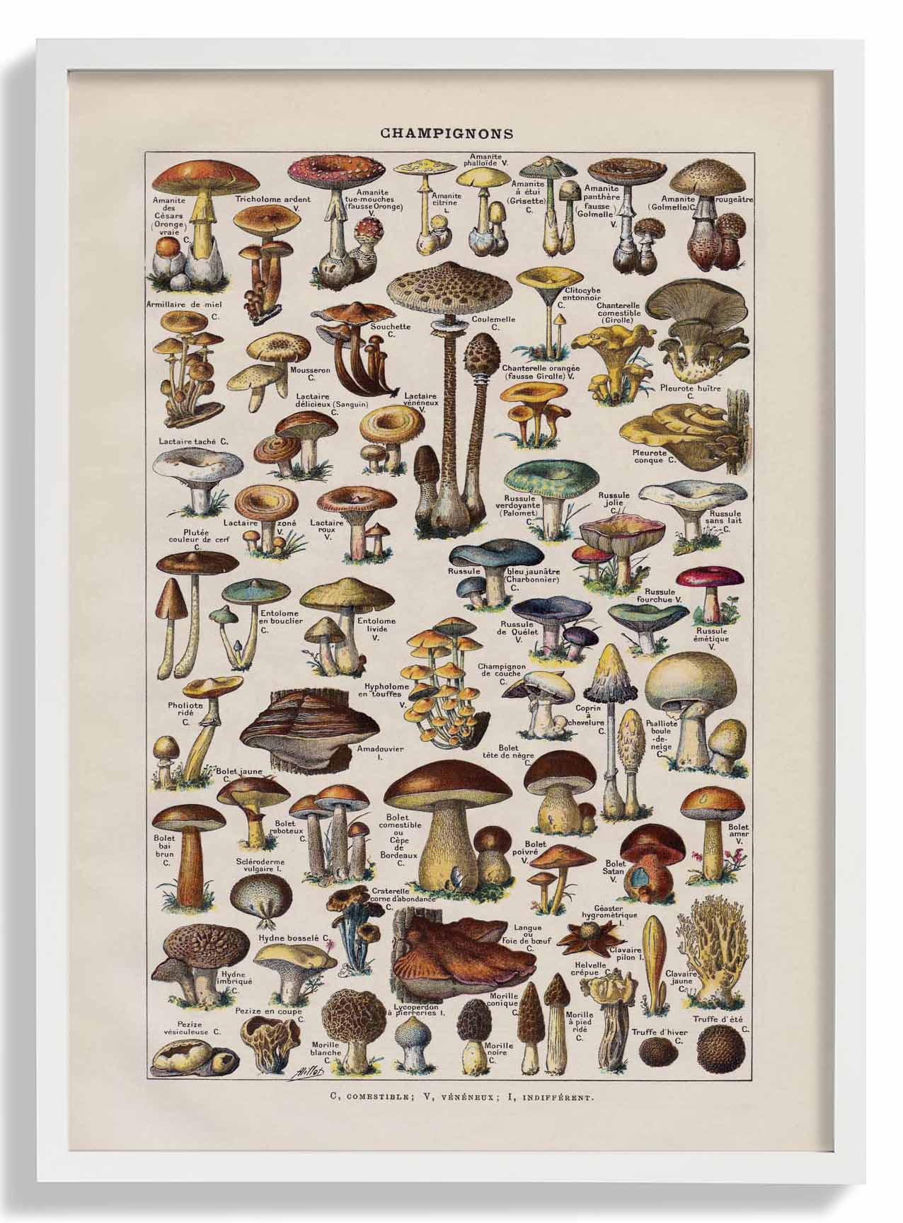 Antique Champignon by Adolphe Millot - Image 5