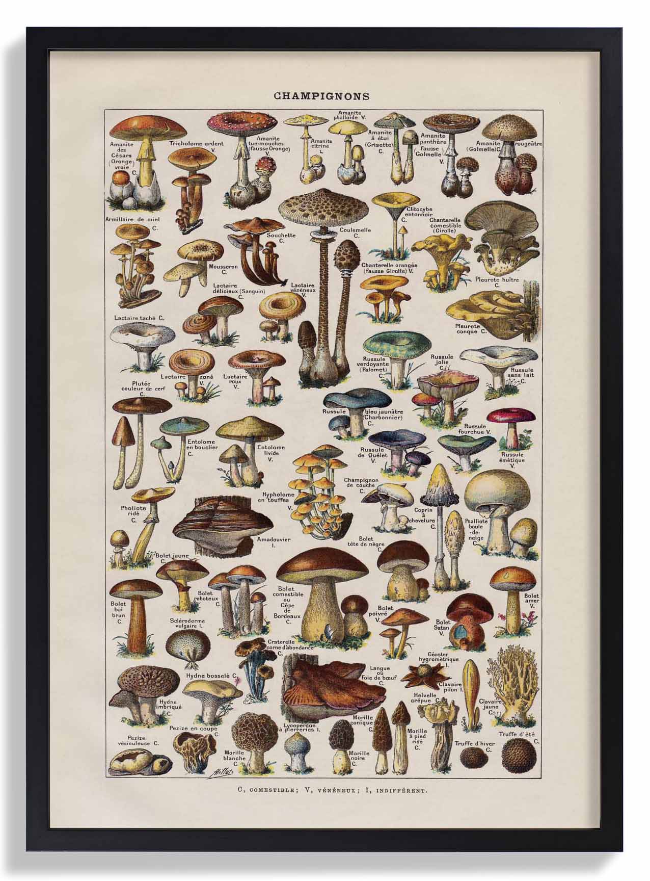 Antique Champignon by Adolphe Millot - Image 6