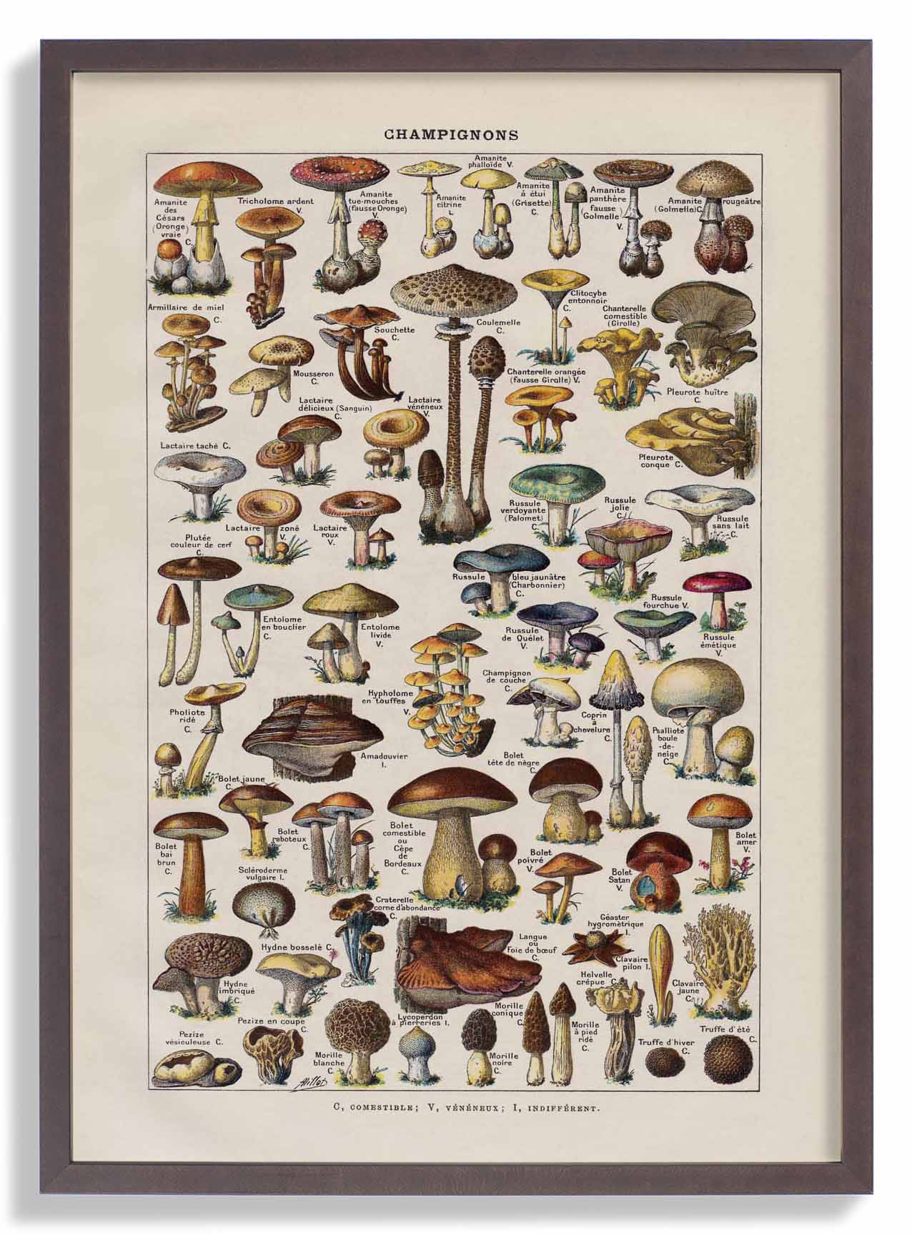 Antique Champignon by Adolphe Millot - Image 7