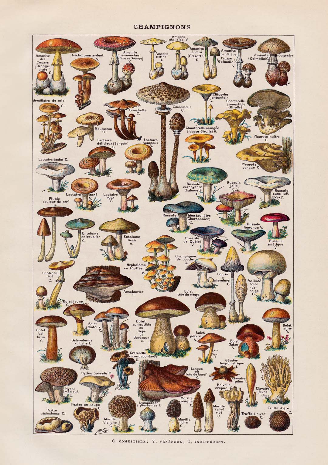 Antique Champignon by Adolphe Millot - Image 8