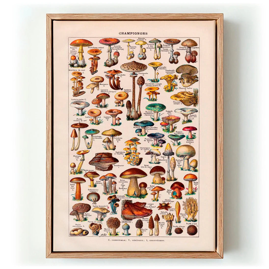 Antique Champignon by Adolphe Millot