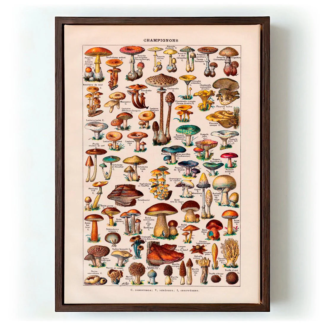 Antique Champignon by Adolphe Millot - Image 6