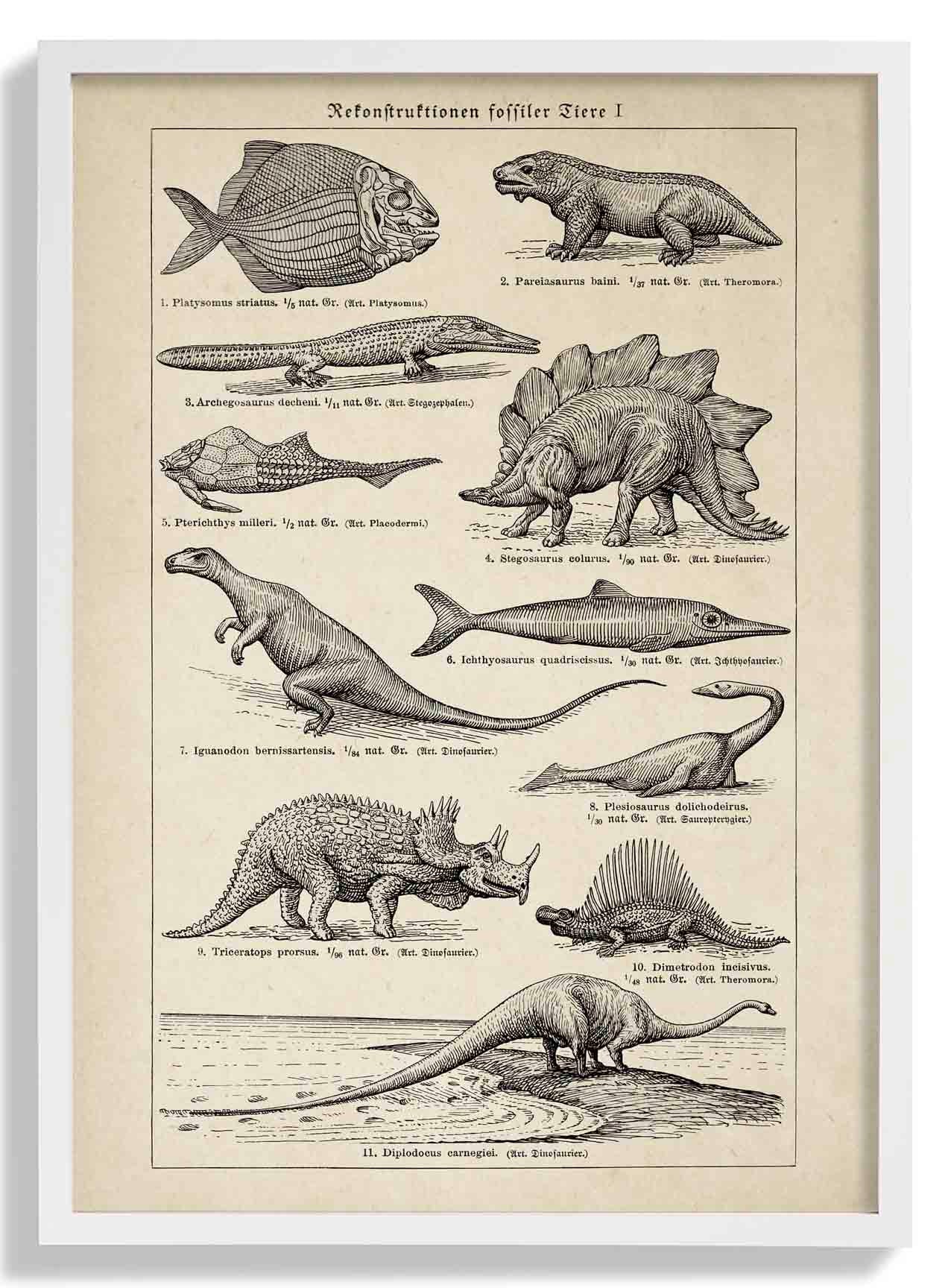 Antique Dinosaurs and Fossils - Image 5