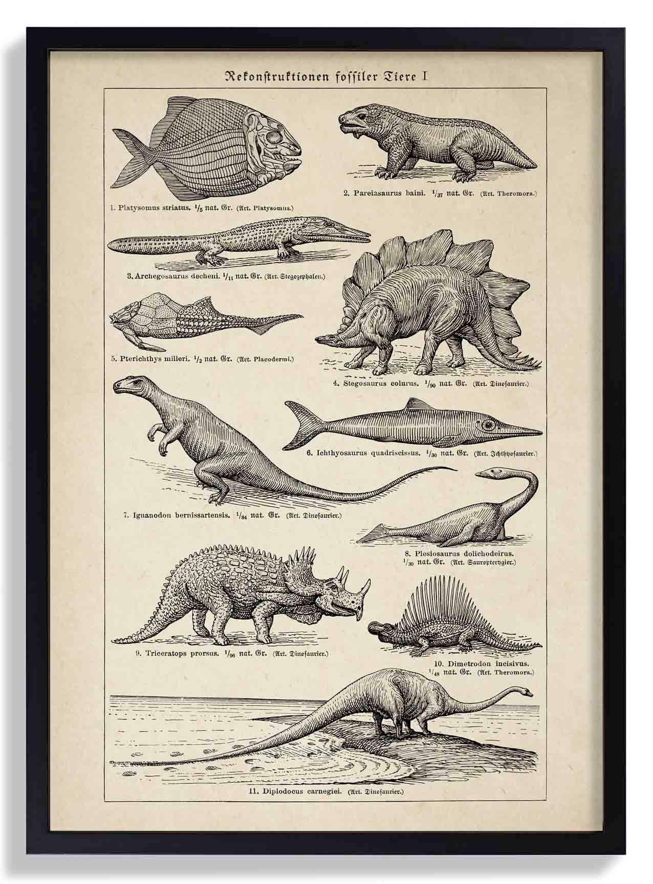 Antique Dinosaurs and Fossils - Image 6