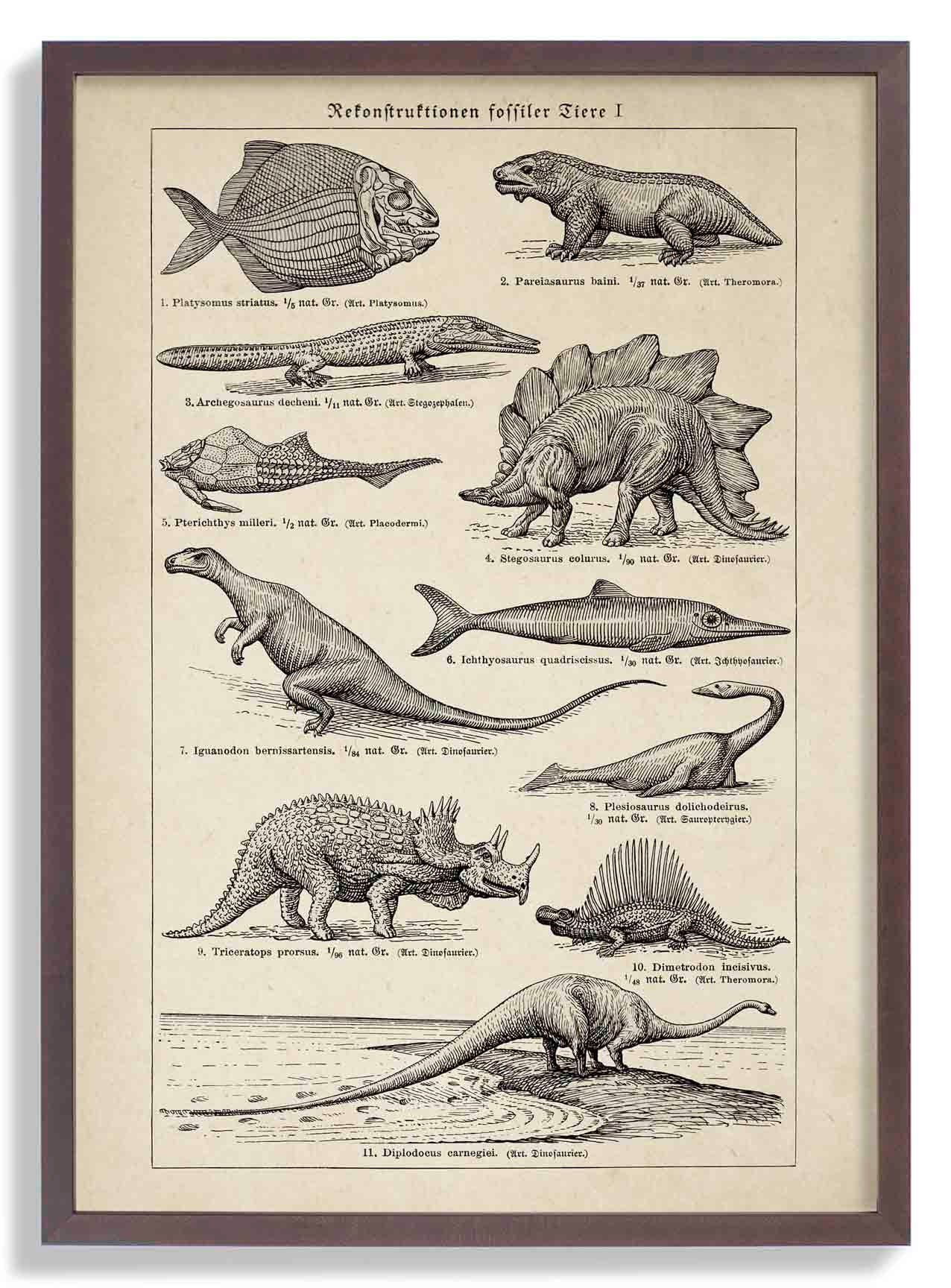 Antique Dinosaurs and Fossils - Image 7