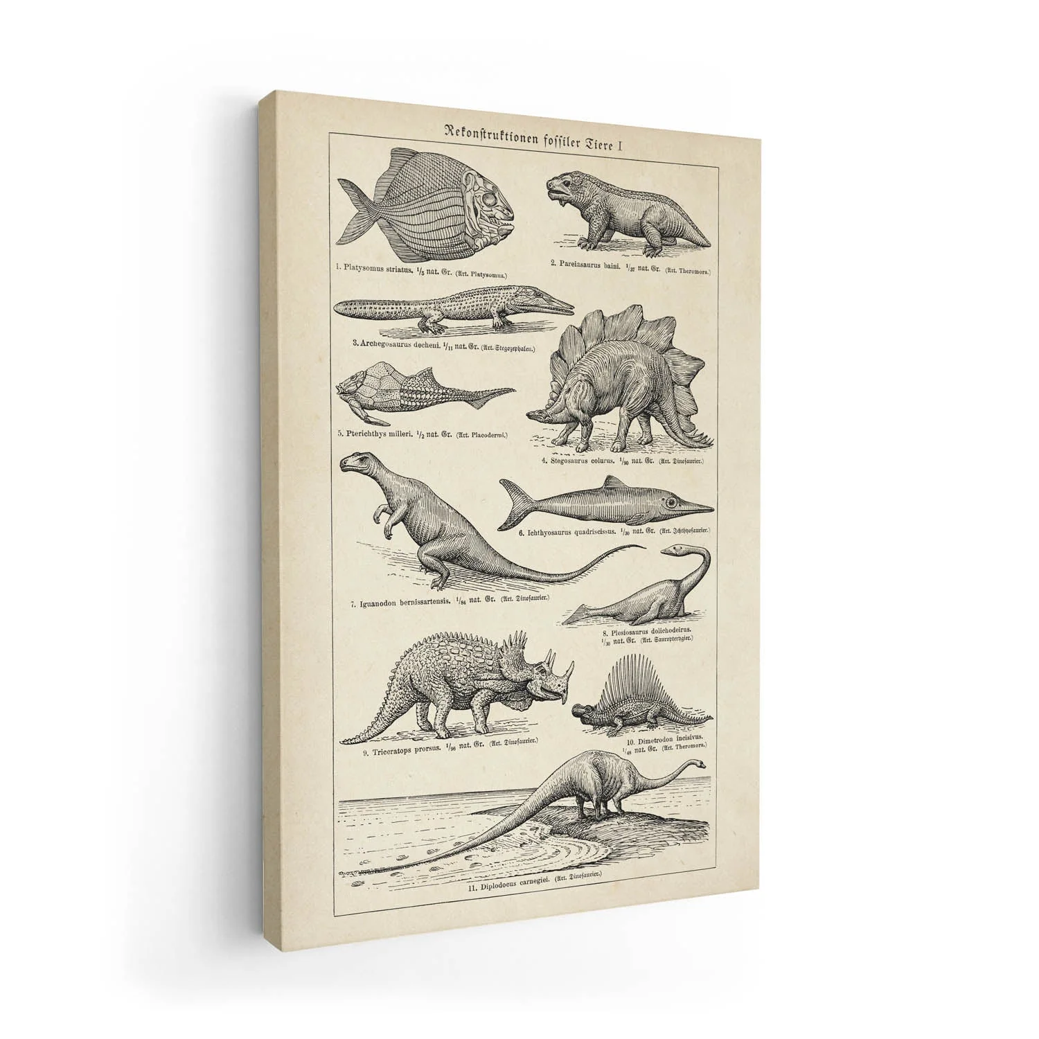 Antique Dinosaurs and Fossils - Image 7
