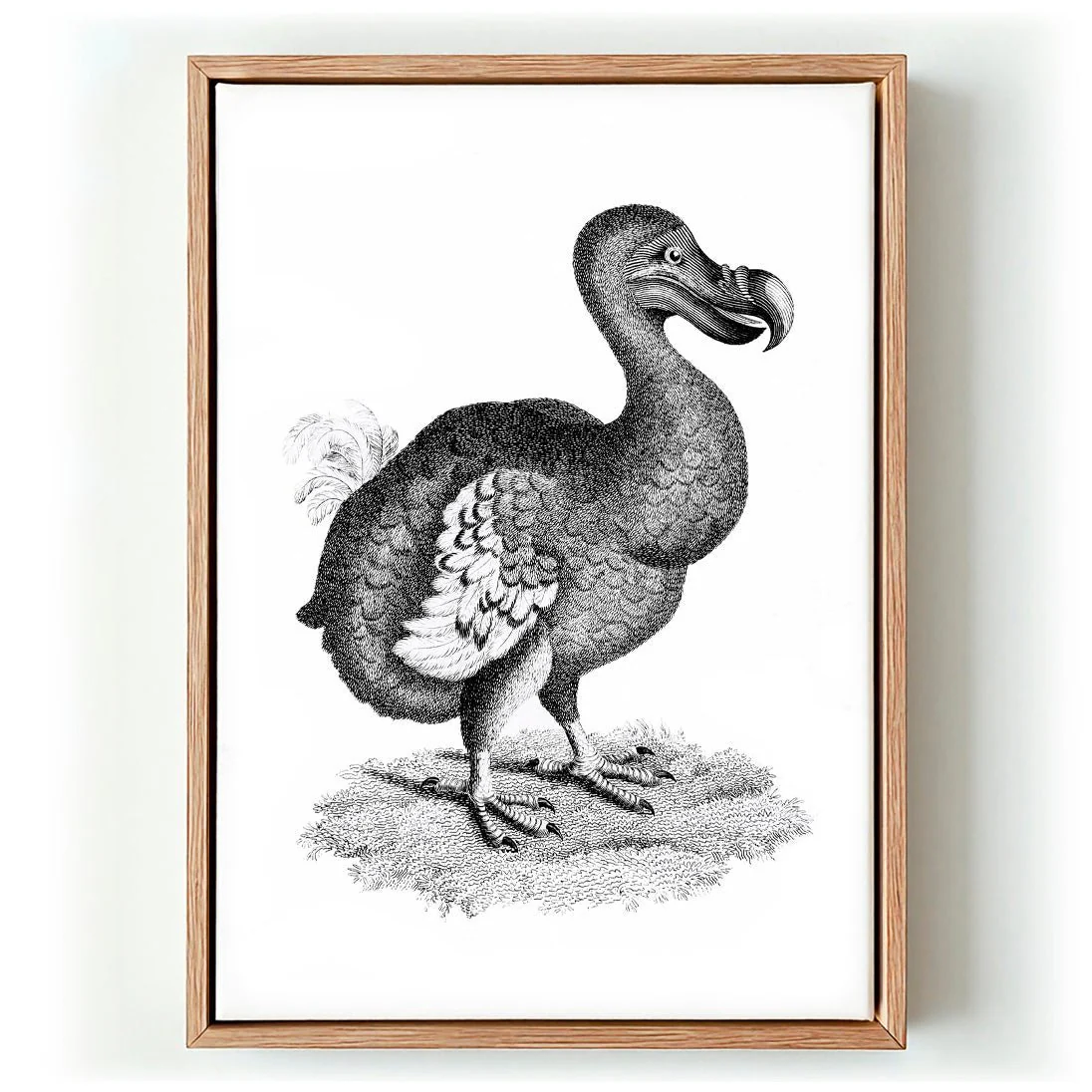 Antique Dodo
