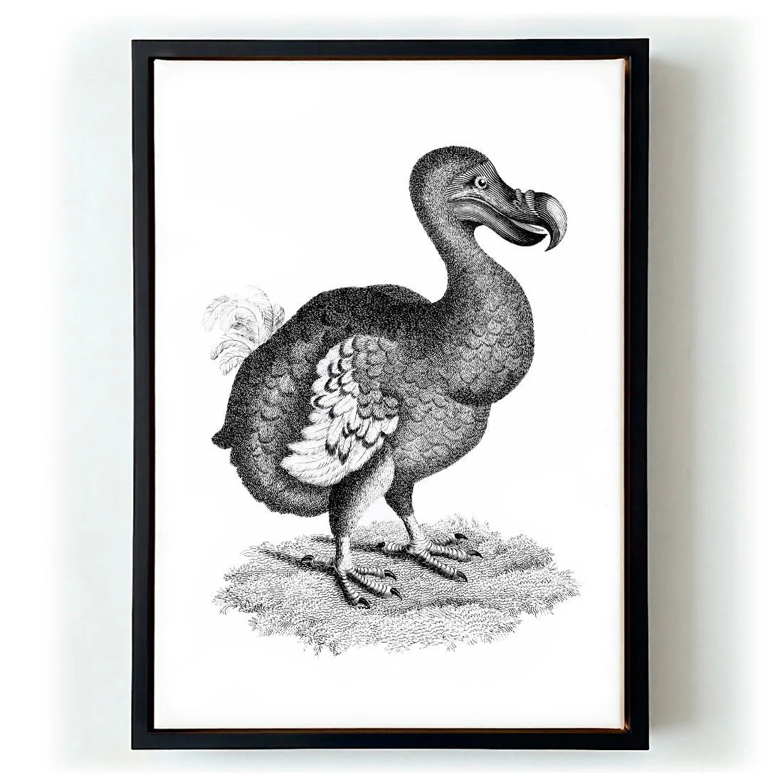 Antique Dodo - Image 5