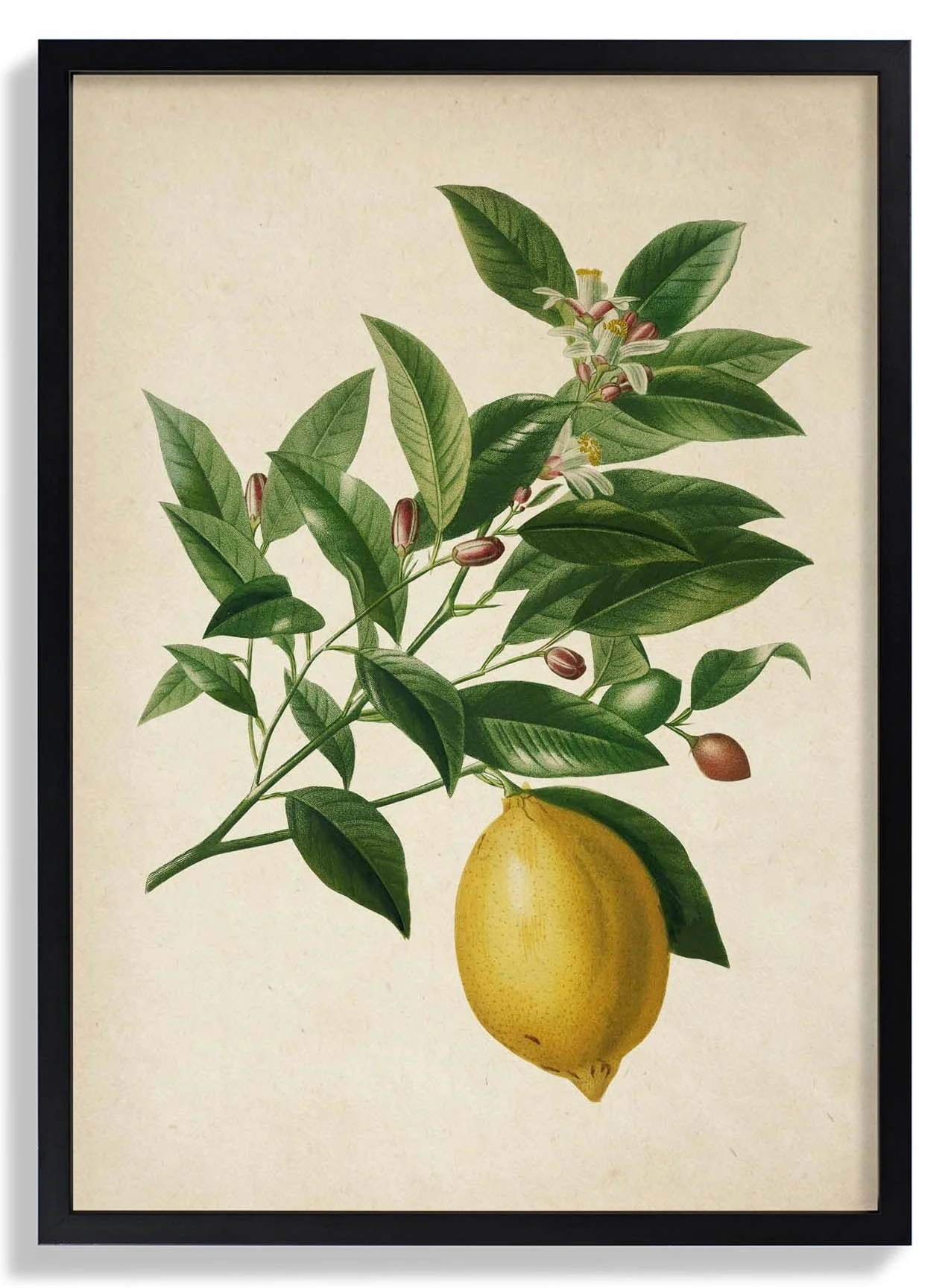 Antique Lemon - Image 6